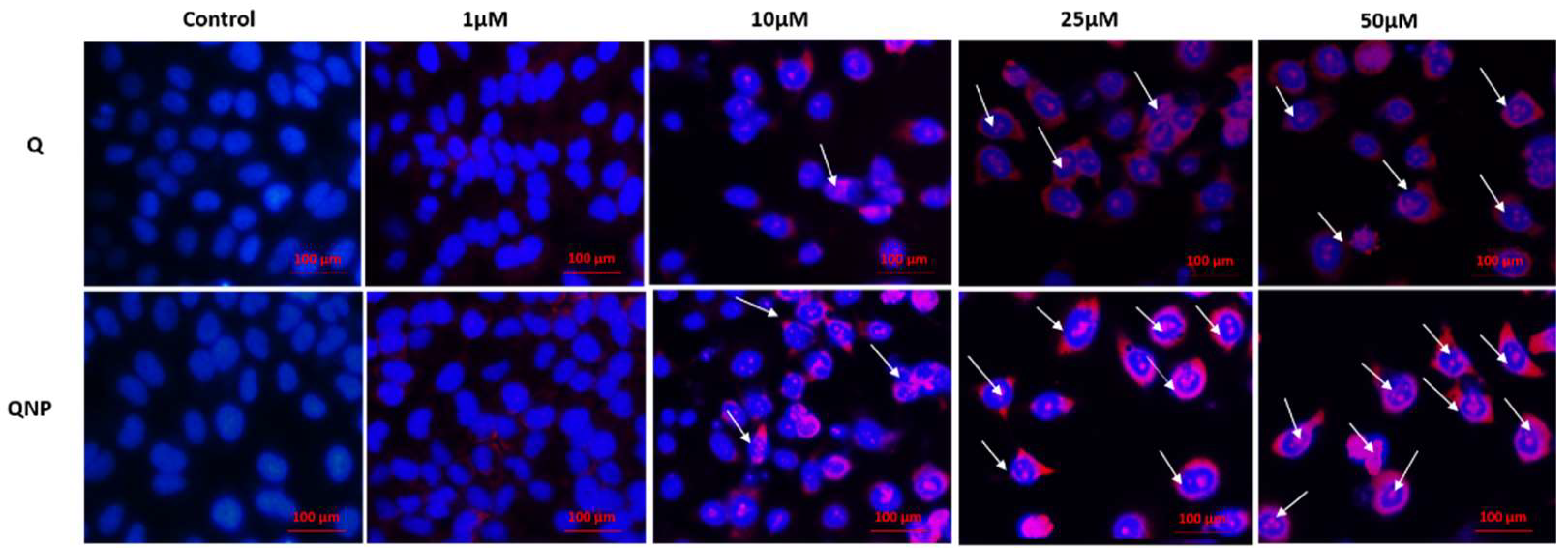 Pharmaceutics 14 01326 g005