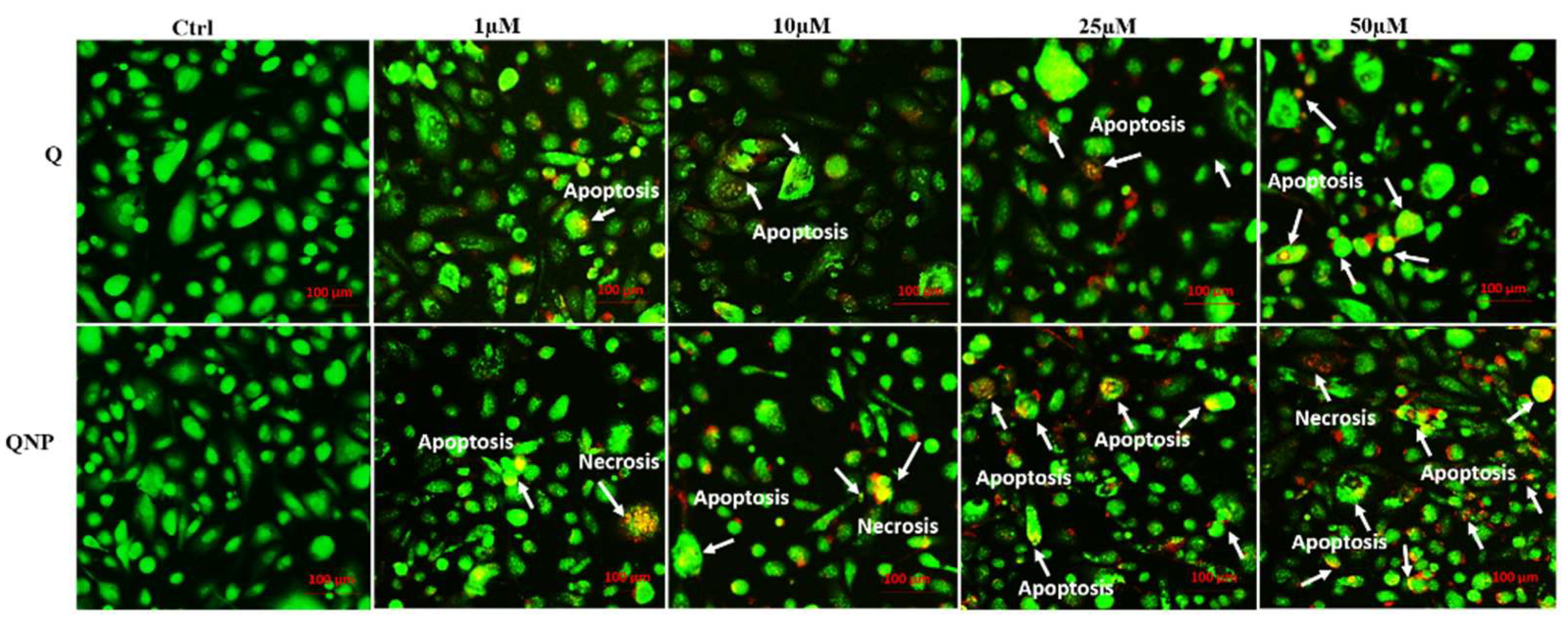 Pharmaceutics 14 01326 g006