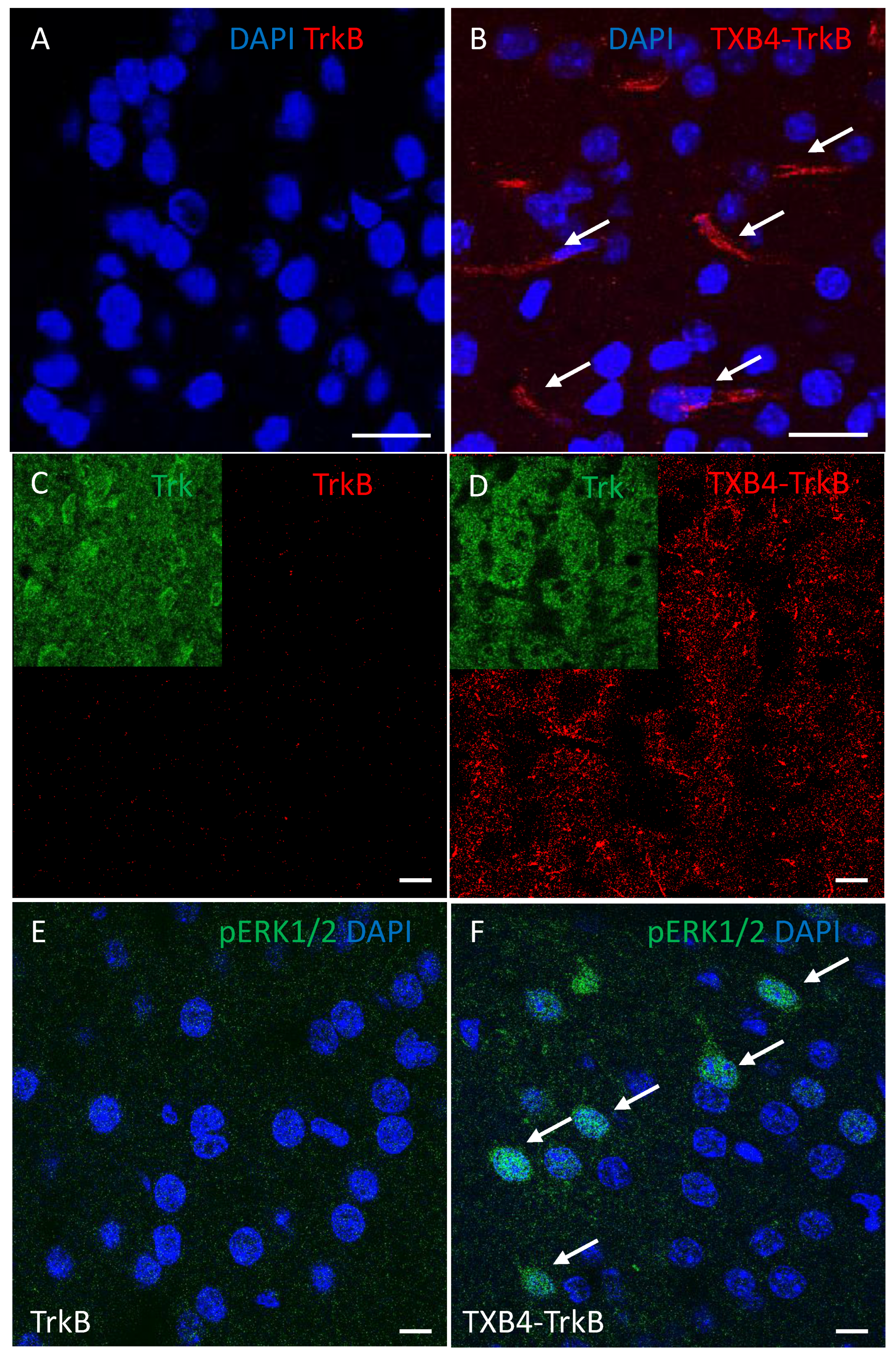 Pharmaceutics 14 01335 g003