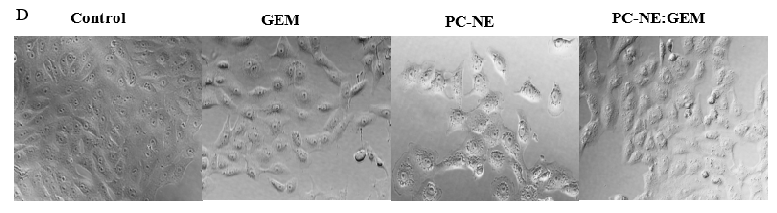Pharmaceutics 14 01336 g006b
