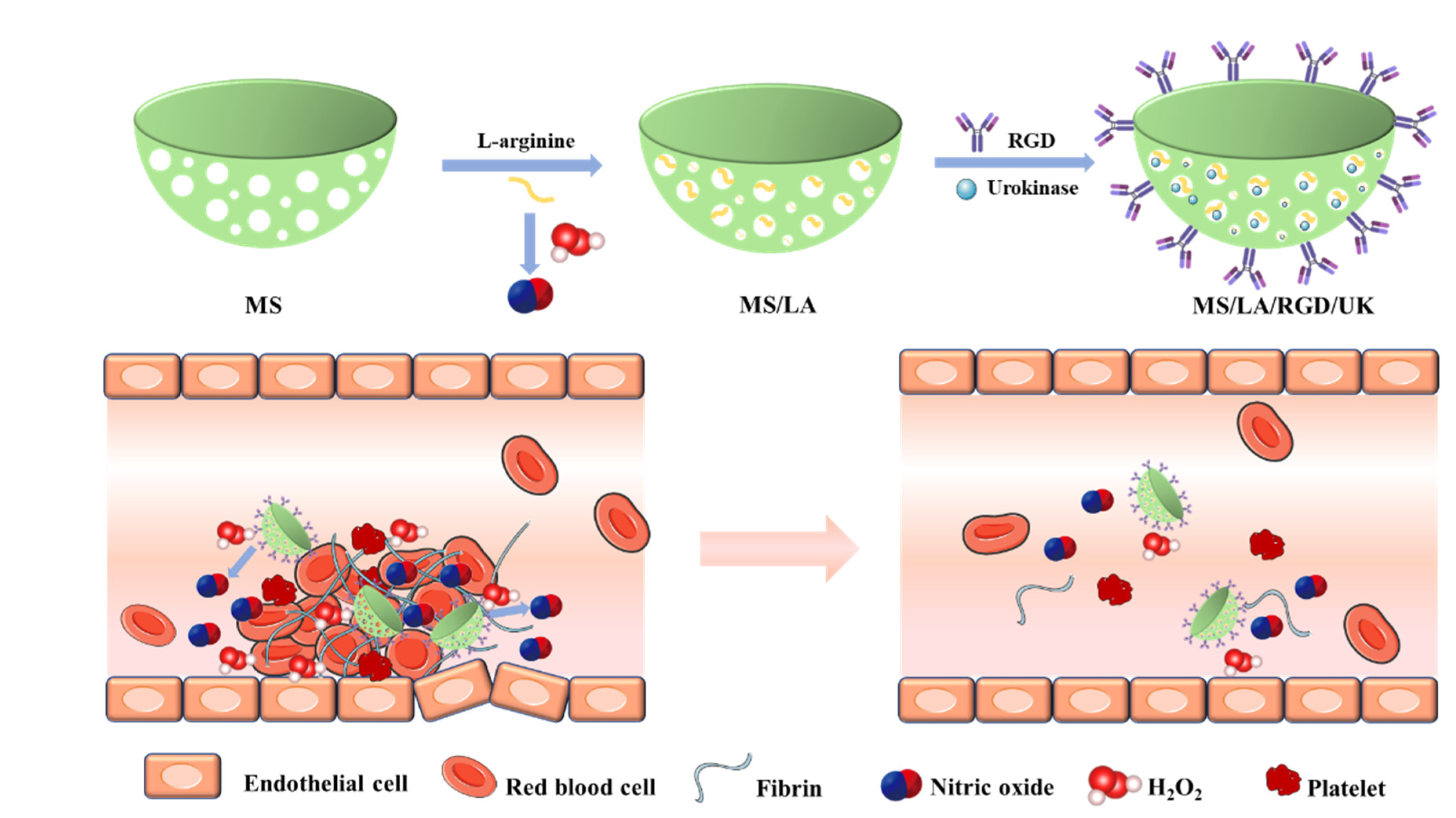 Pharmaceutics 14 01345 g007