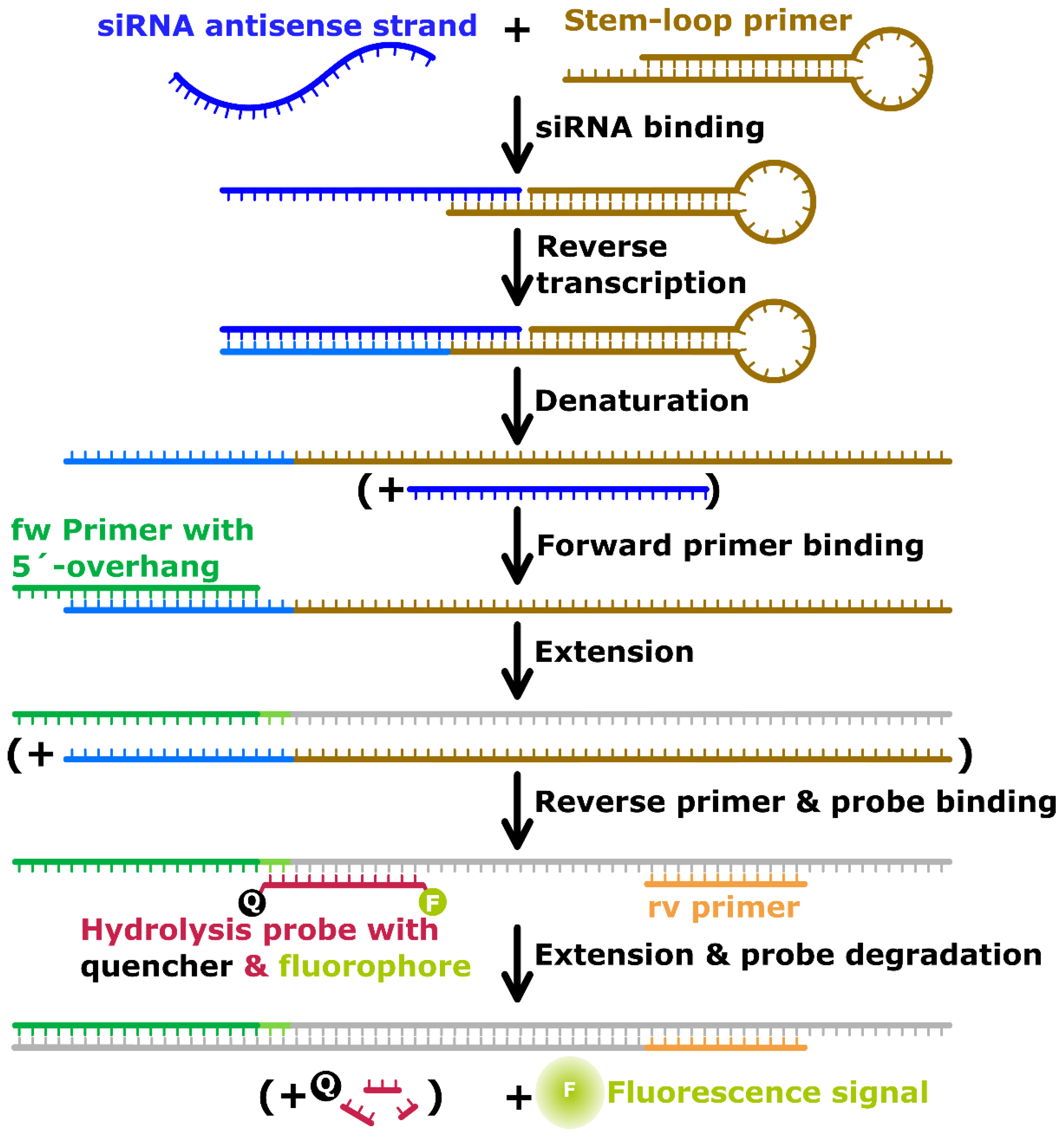 Pharmaceutics 14 01348 g002
