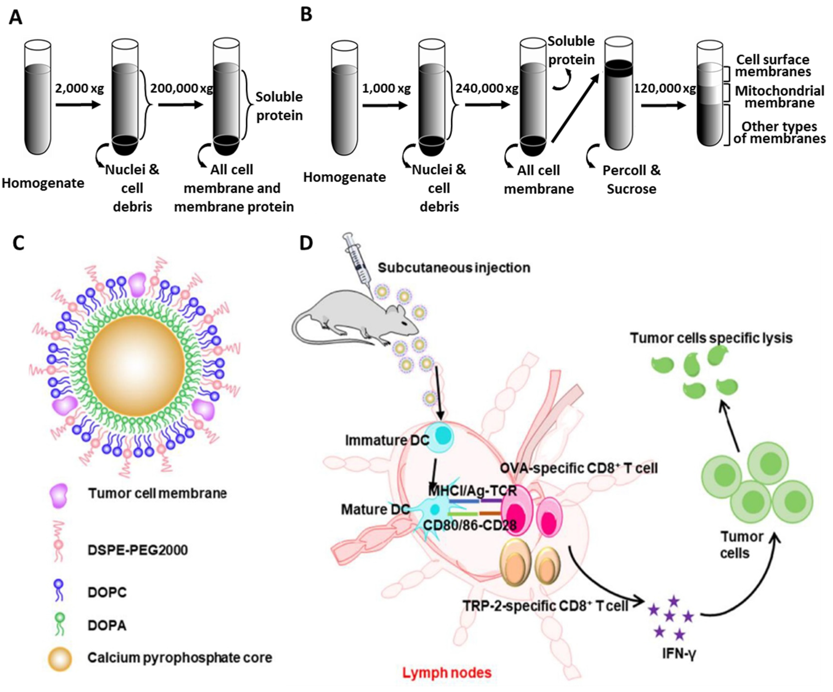Pharmaceutics 14 01358 g003