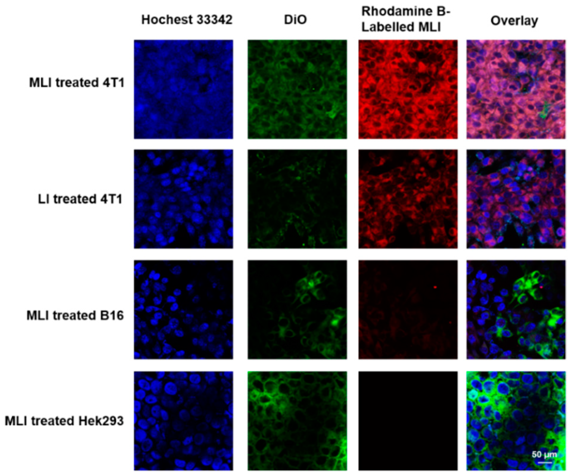 Pharmaceutics 14 01367 g003