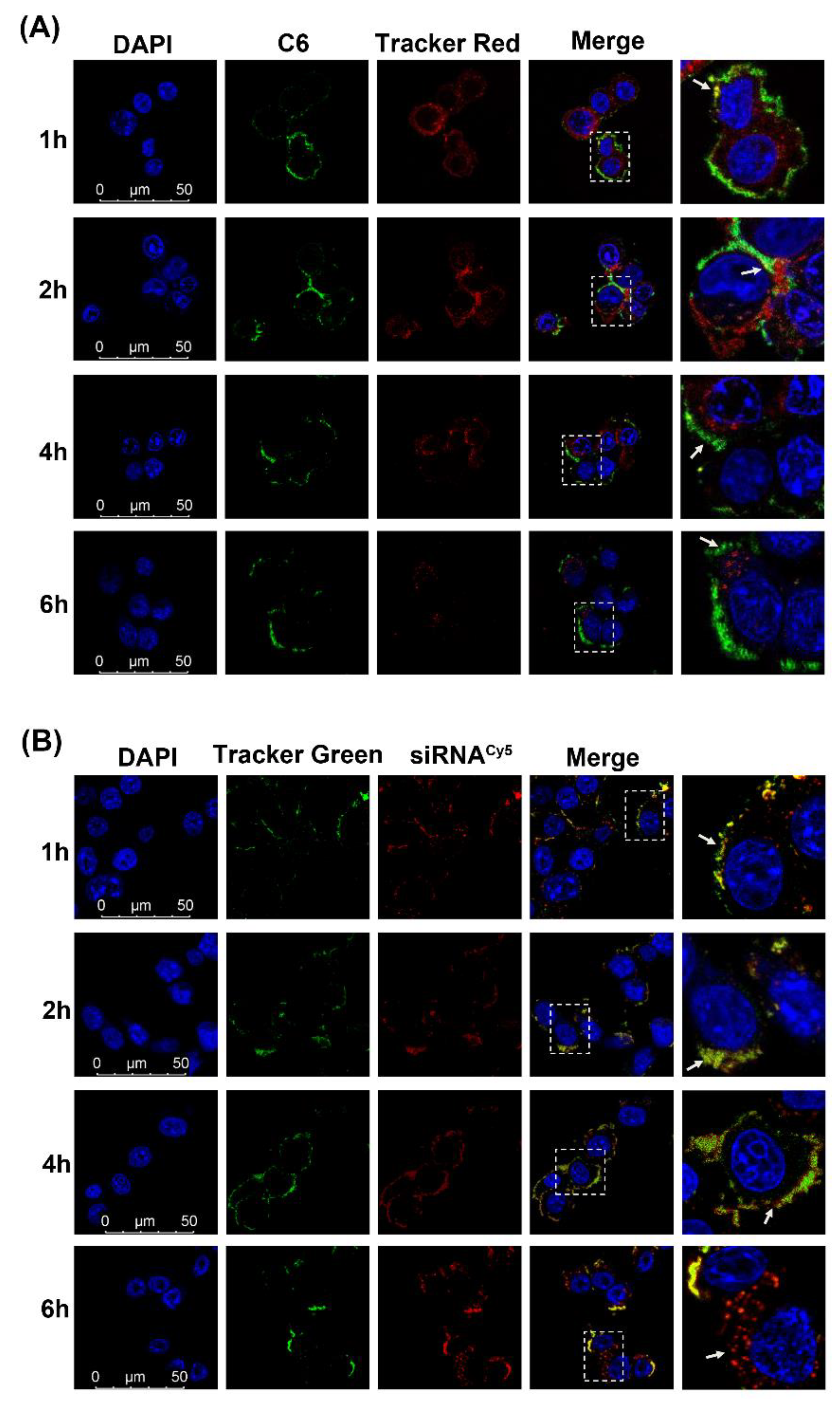 Pharmaceutics 14 01369 g005 Pharmaceutics 14 01369 g005