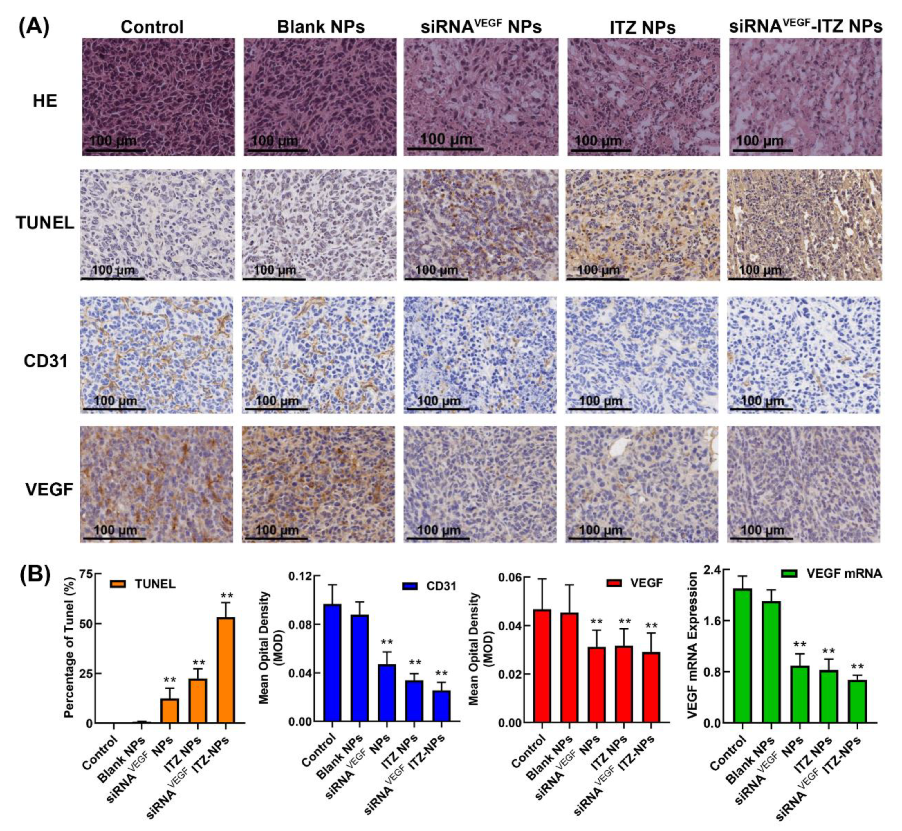 Pharmaceutics 14 01369 g009 Pharmaceutics 14 01369 g009