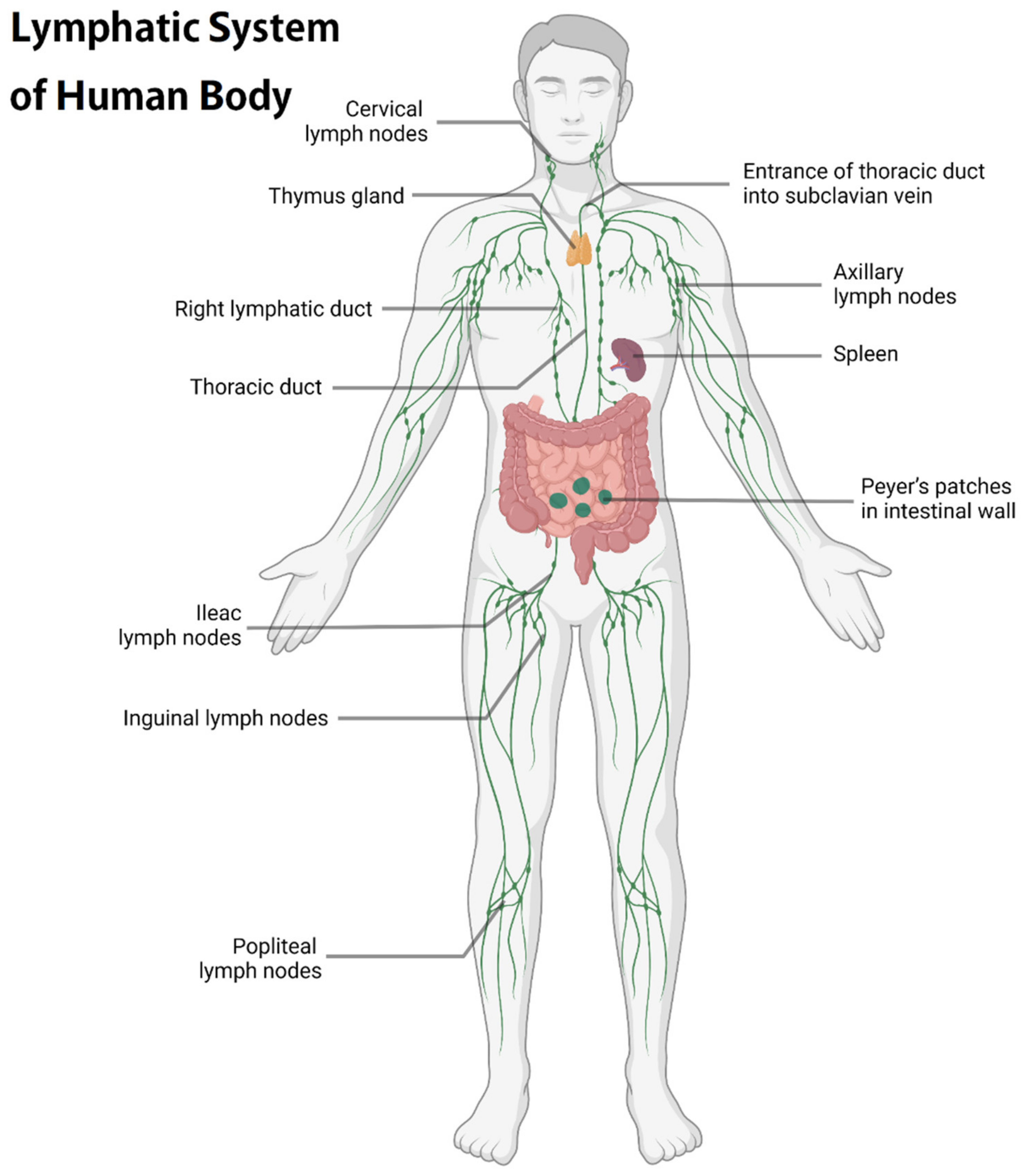 Pharmaceutics 14 01372 g001 Pharmaceutics 14 01372 g001