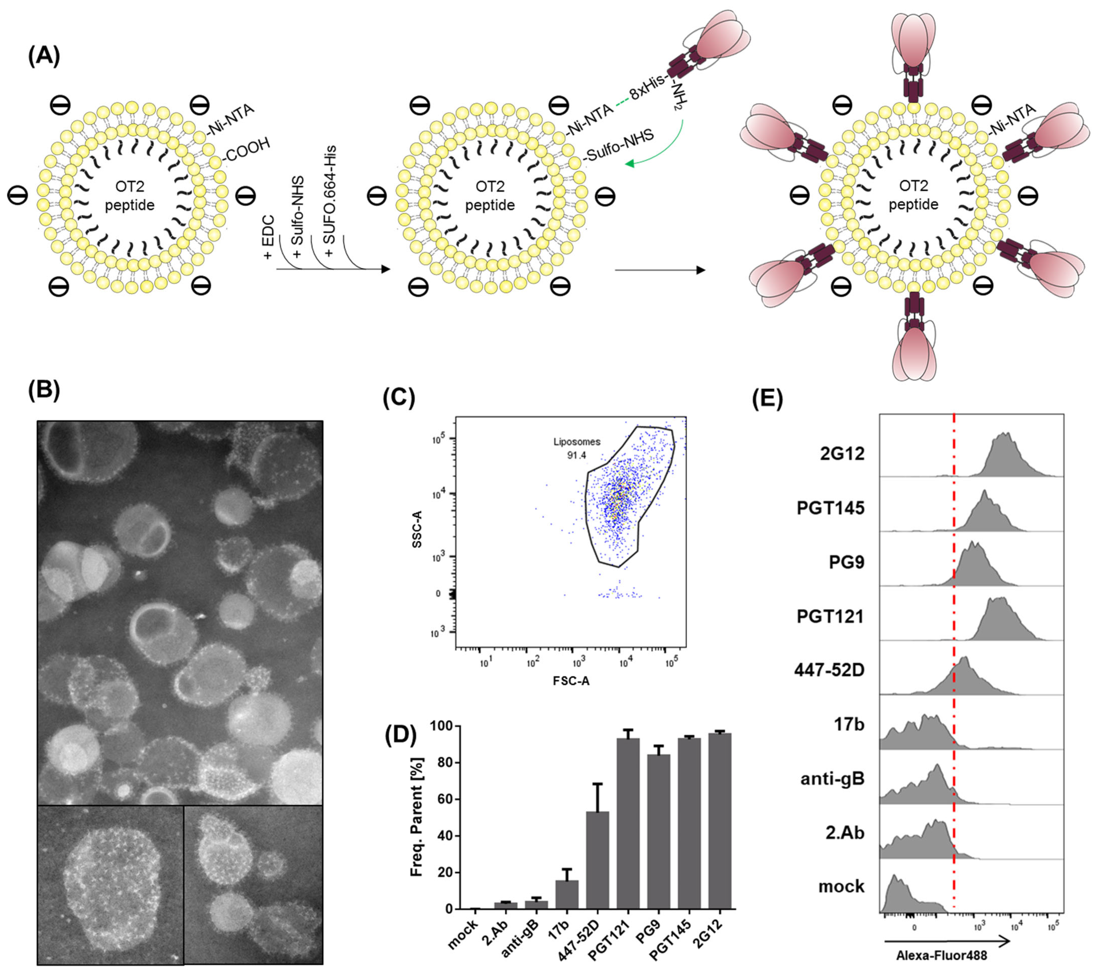 Pharmaceutics 14 01385 g004