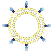 Pharmaceutics 14 01385 i002