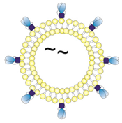 Pharmaceutics 14 01385 i003