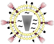 Pharmaceutics 14 01385 i006