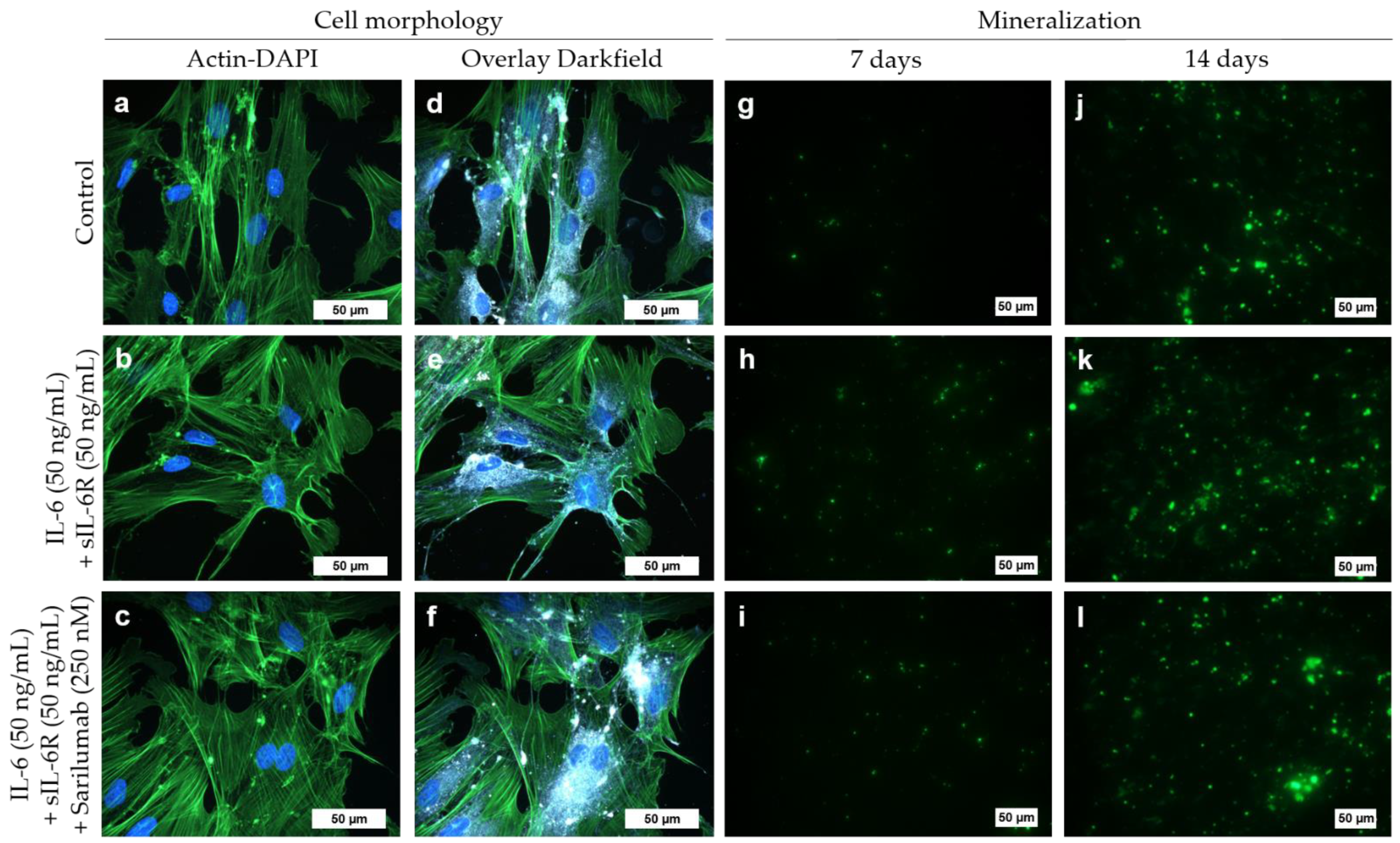 Pharmaceutics 14 01390 g006