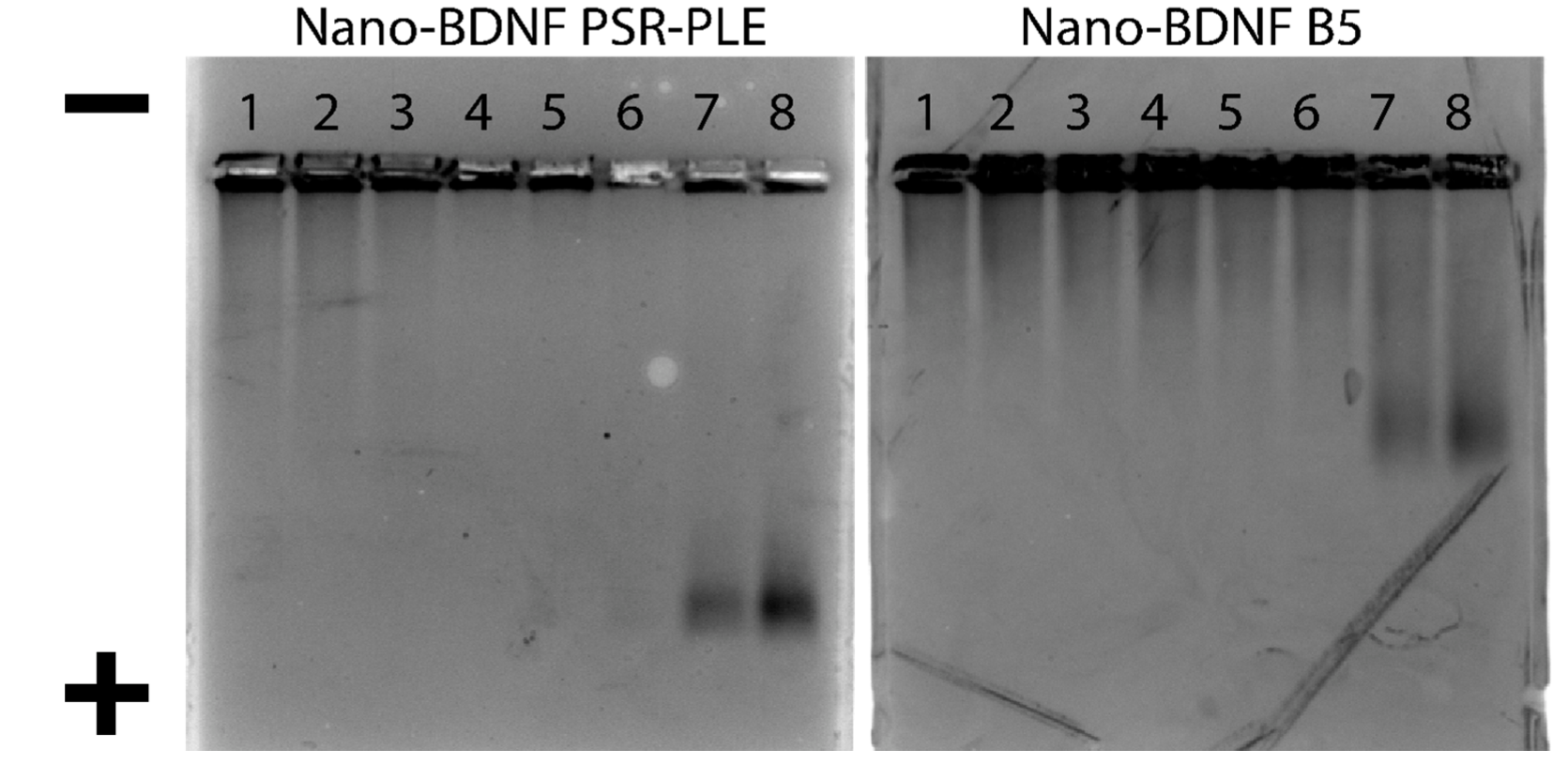 Pharmaceutics 14 01391 g007