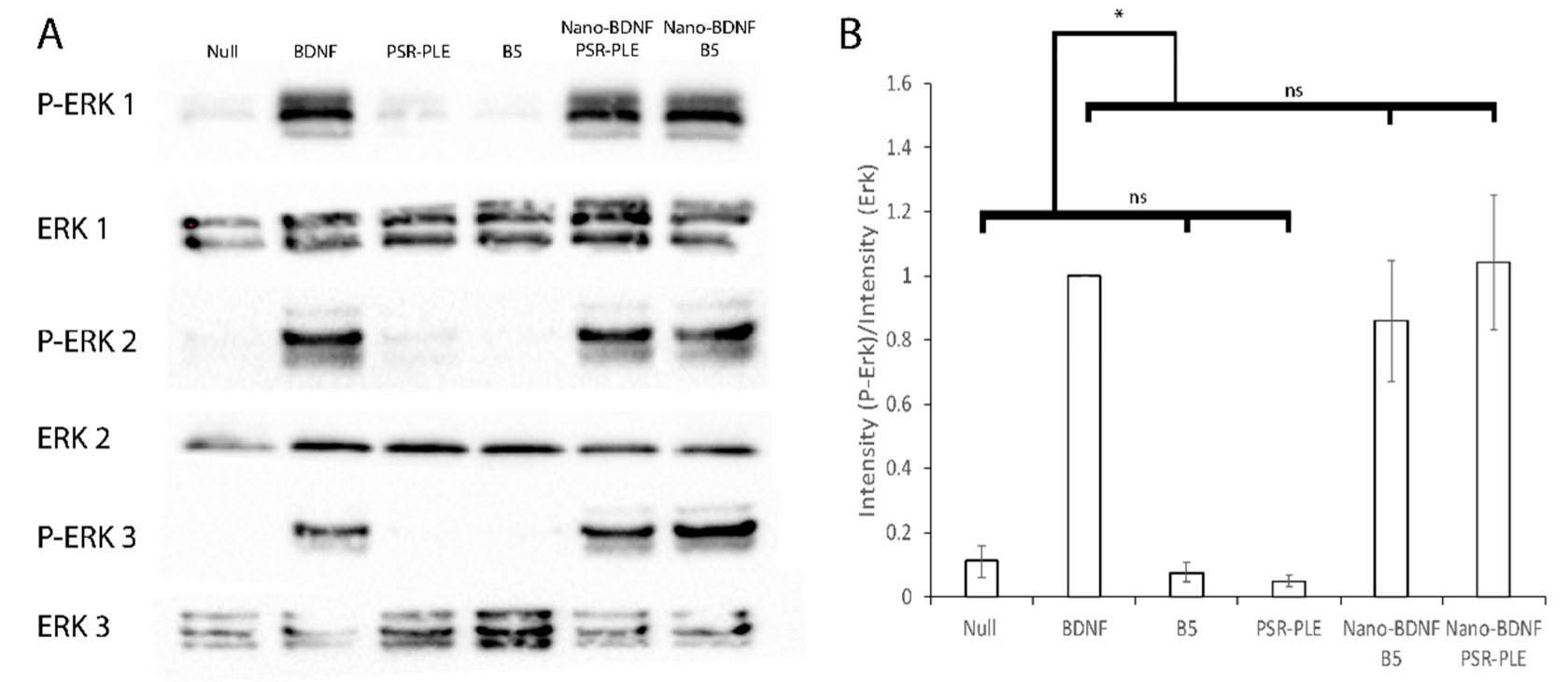 Pharmaceutics 14 01391 g011