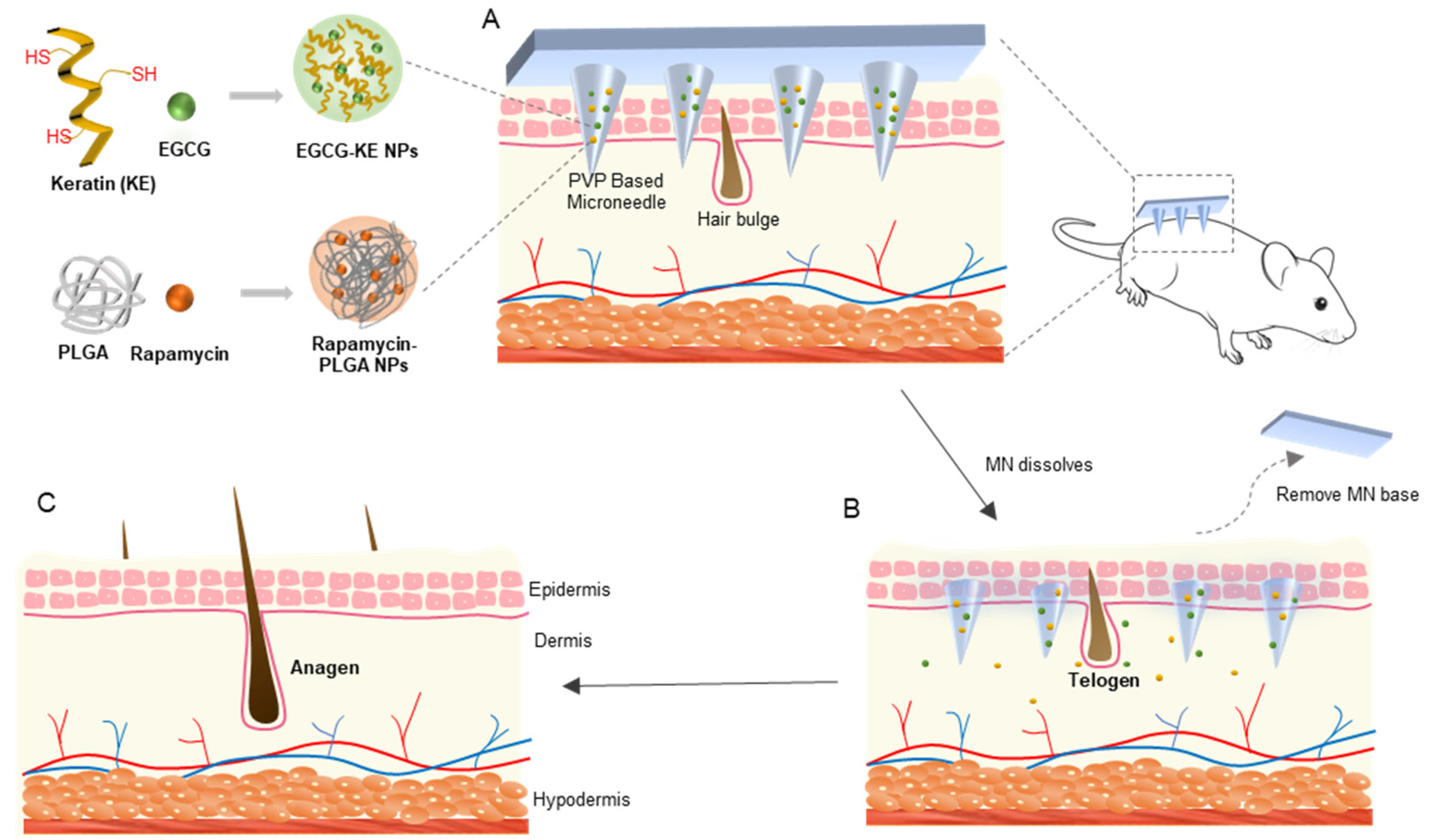 Pharmaceutics 14 01404 g001
