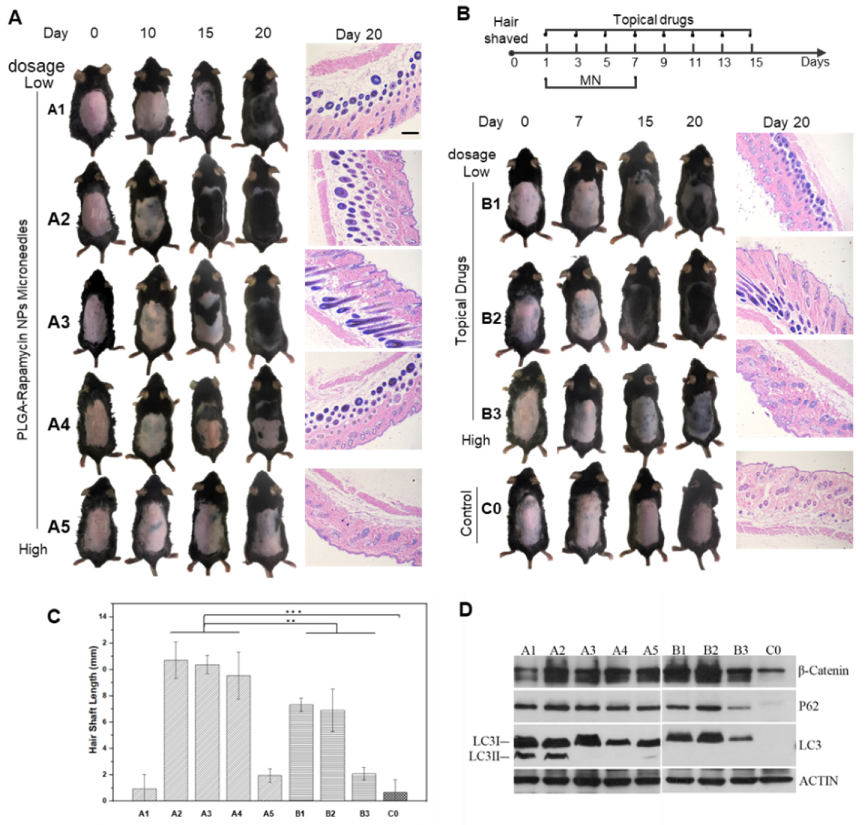 Pharmaceutics 14 01404 g005
