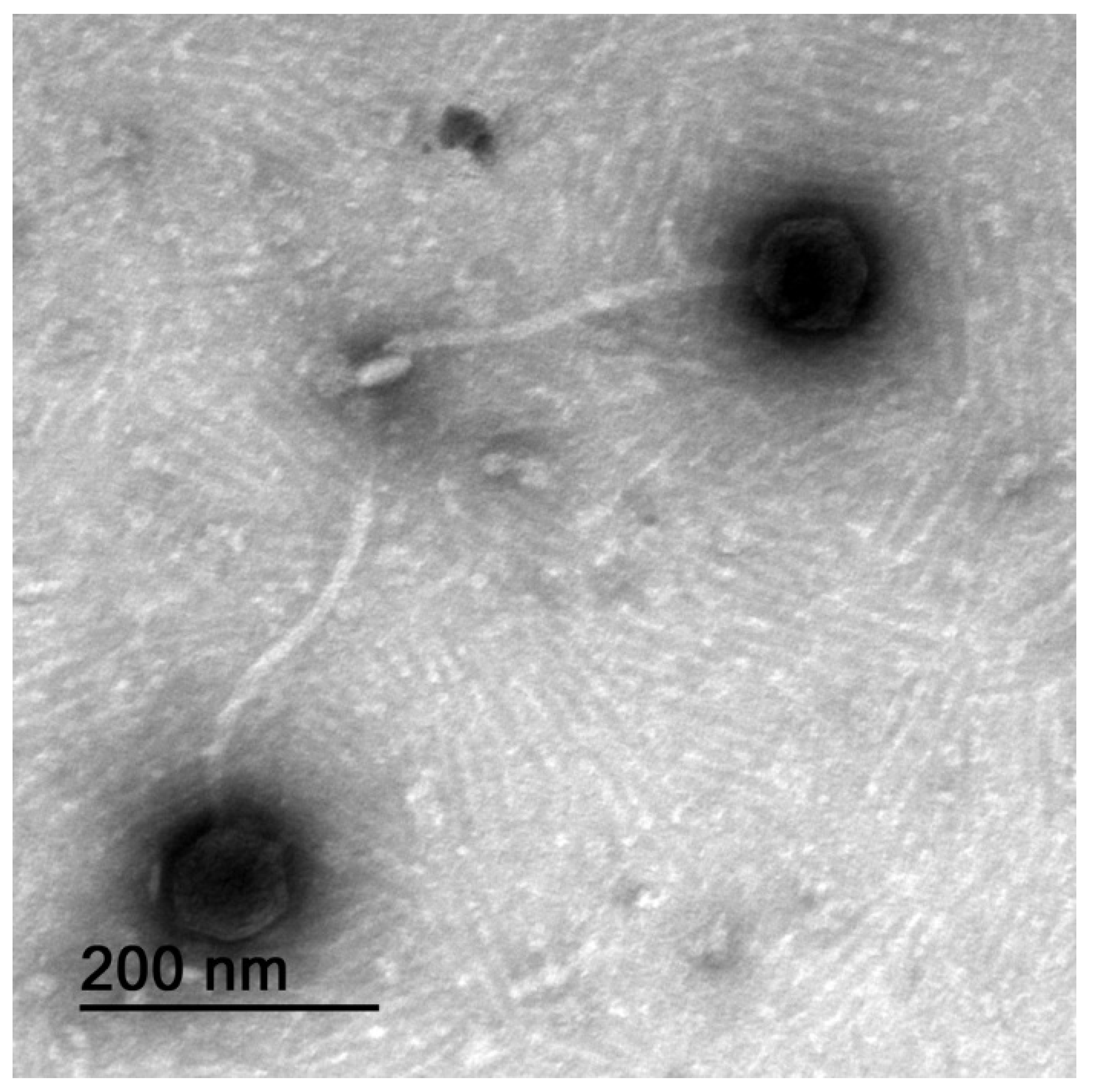 Pharmaceutics 14 01421 g002