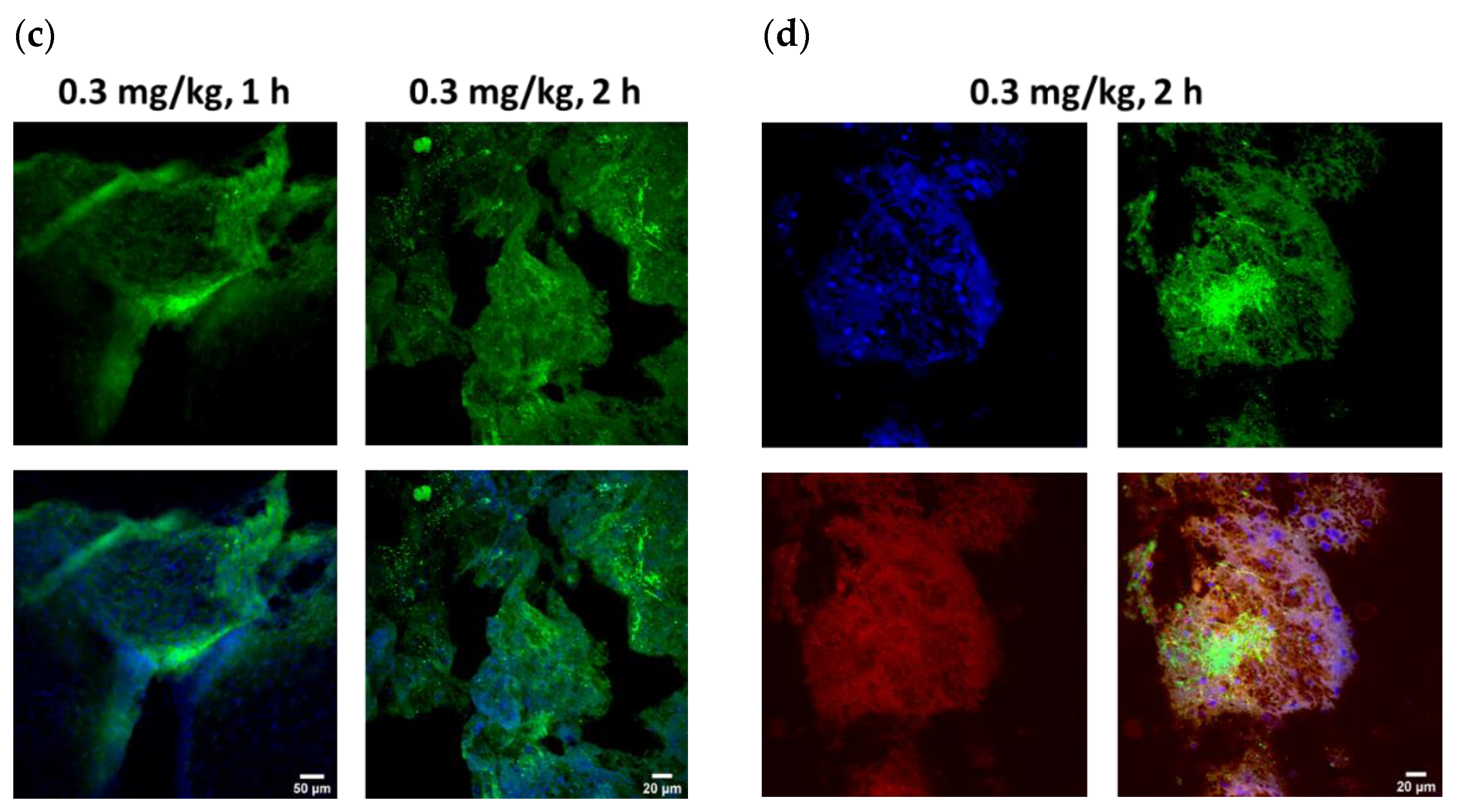 Pharmaceutics 14 01441 g004b