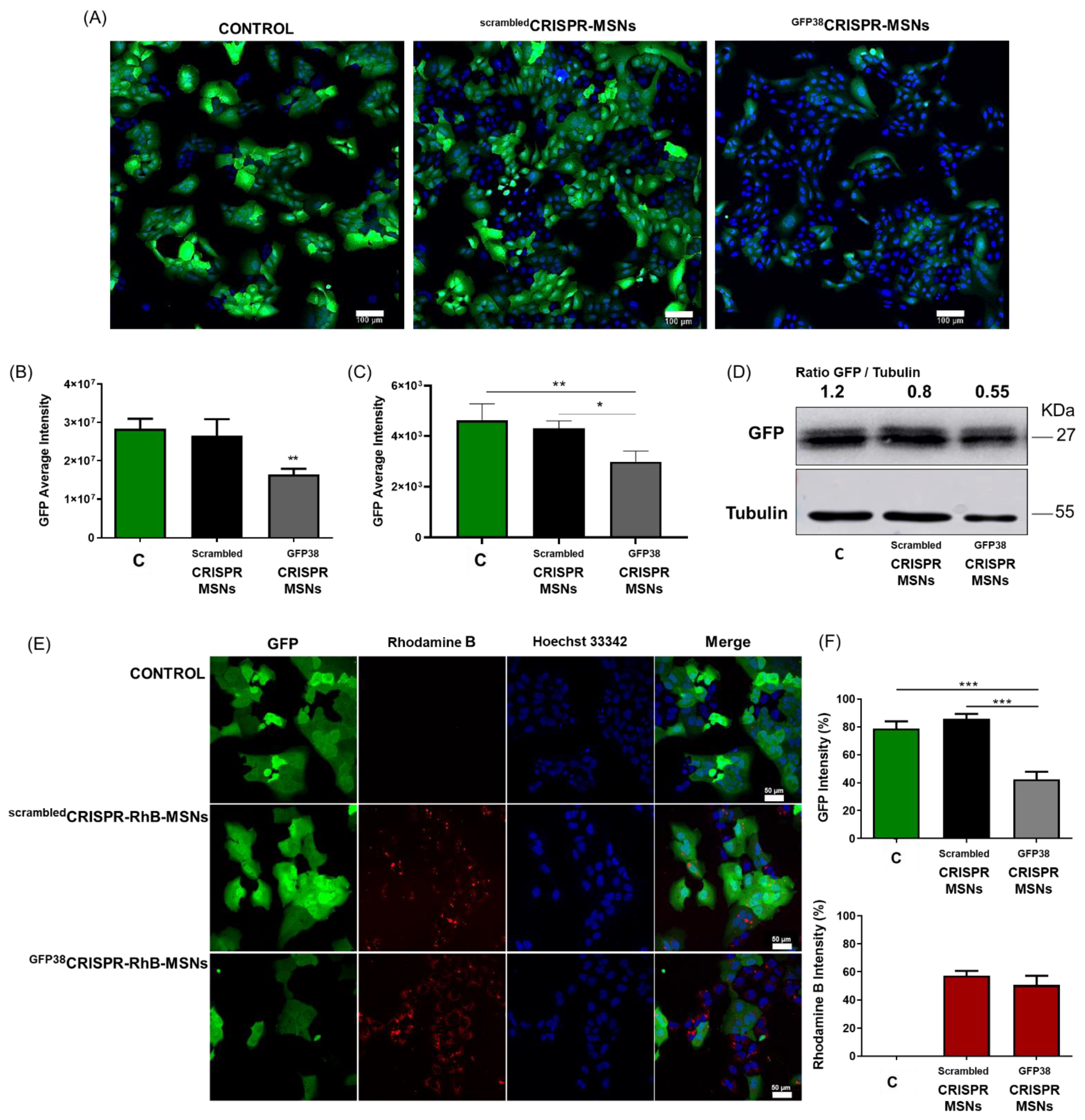 Pharmaceutics 14 01495 g003