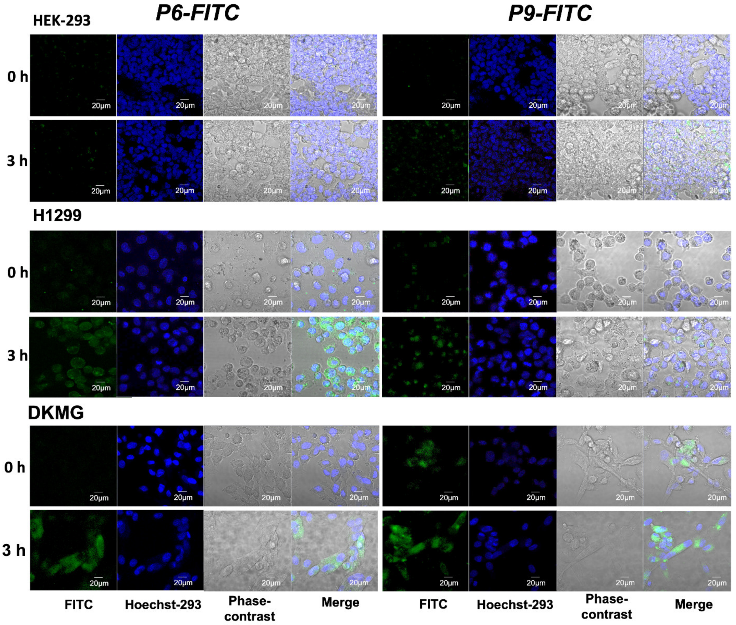 Pharmaceutics 14 01505 g005 Pharmaceutics 14 01505 g005