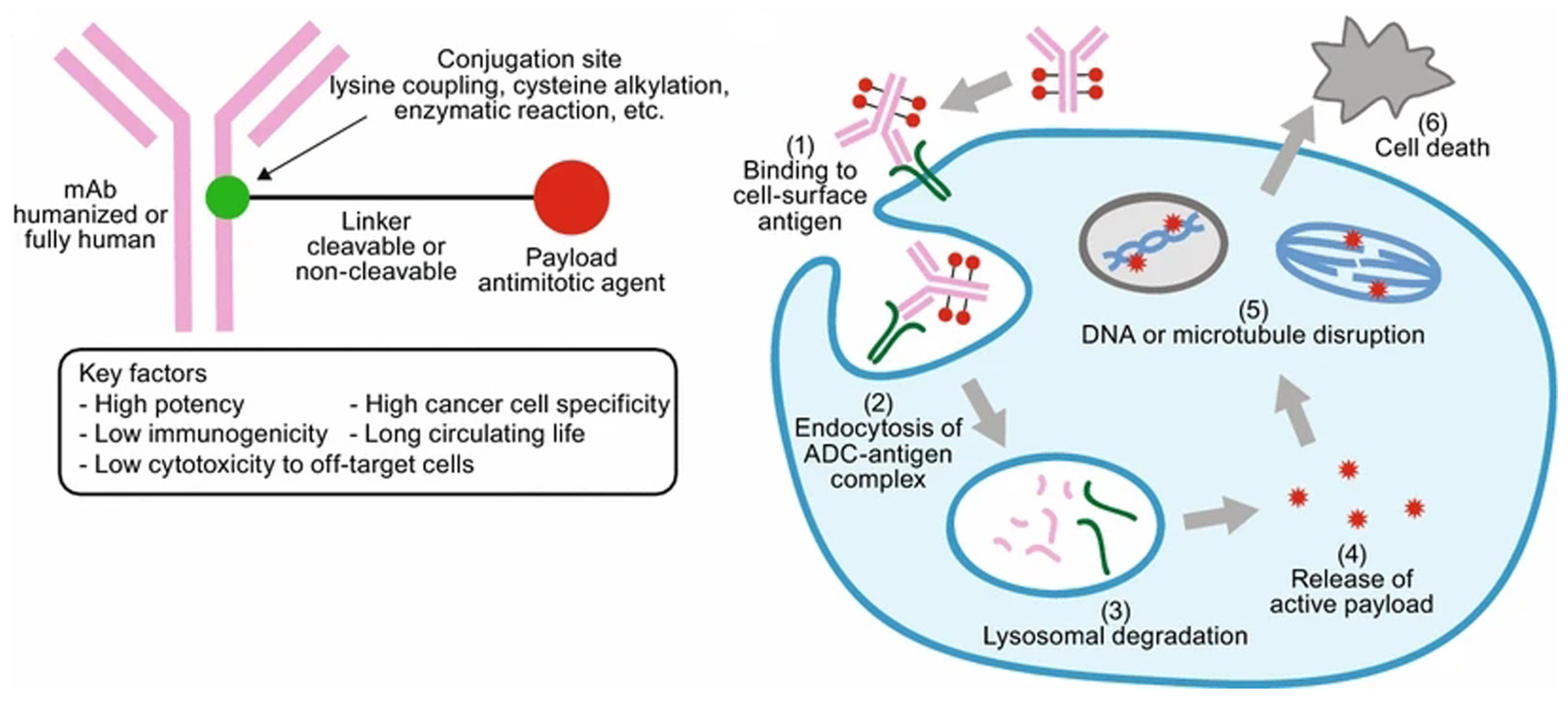 Pharmaceutics 14 01522 g003 Pharmaceutics 14 01522 g003