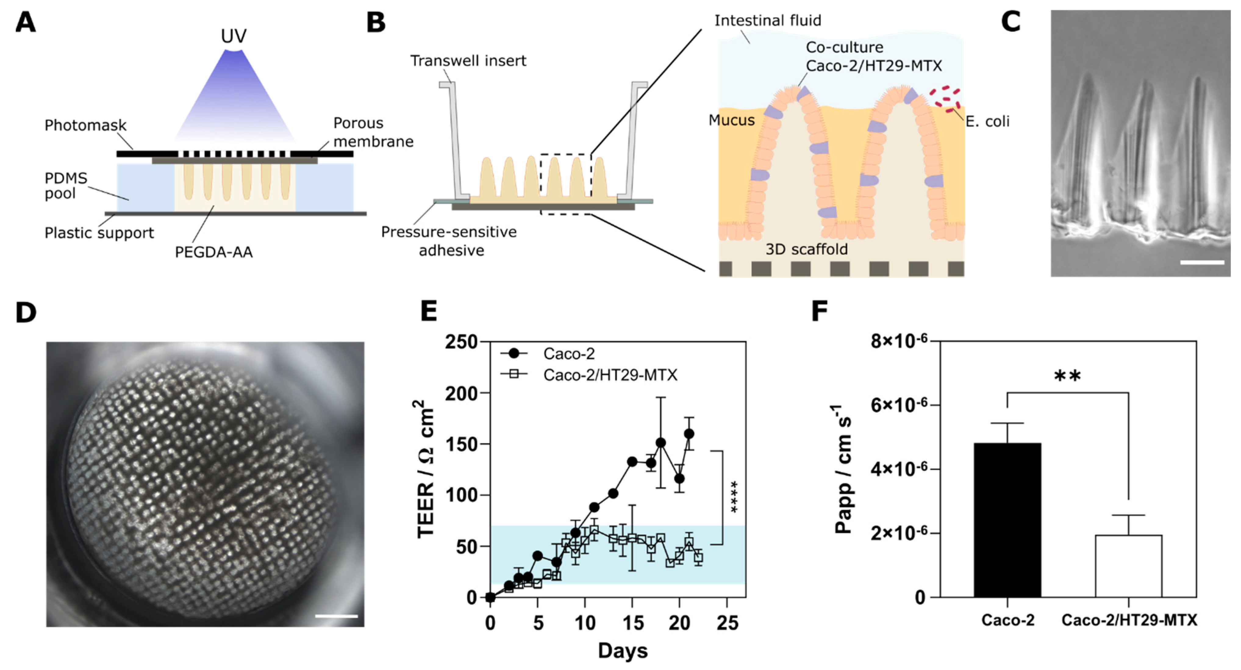 Pharmaceutics 14 01552 g001