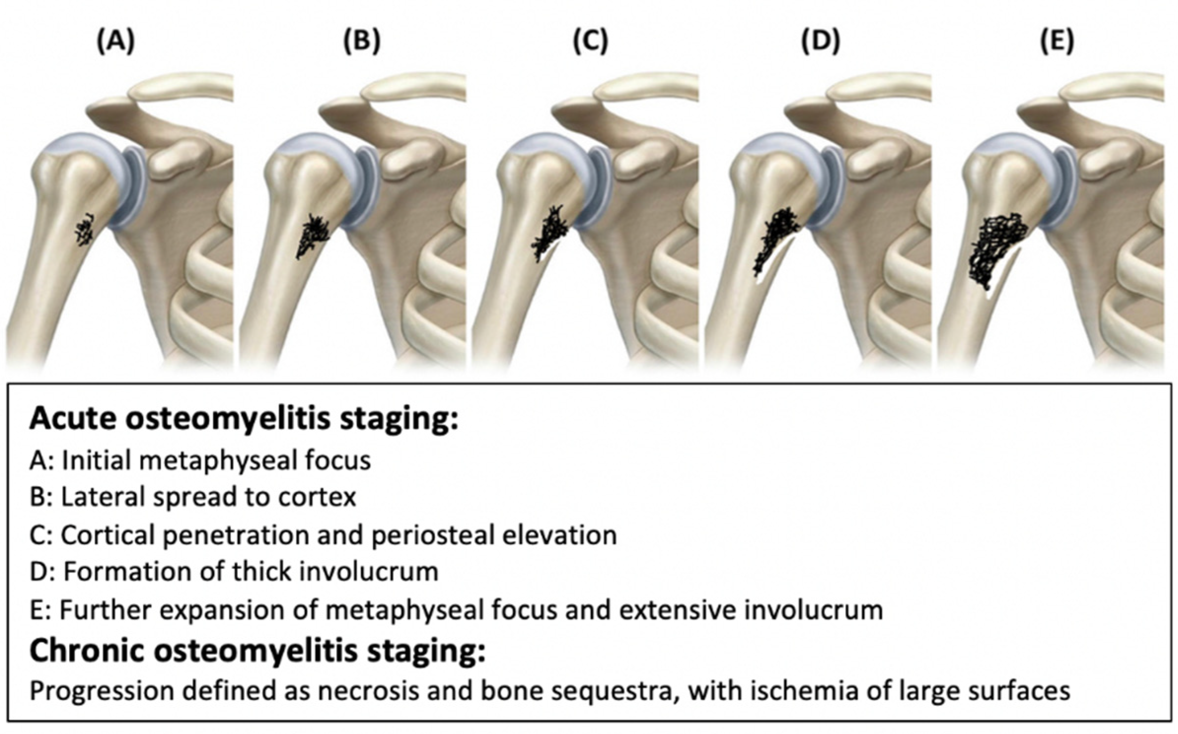 Pharmaceutics 14 01563 g002