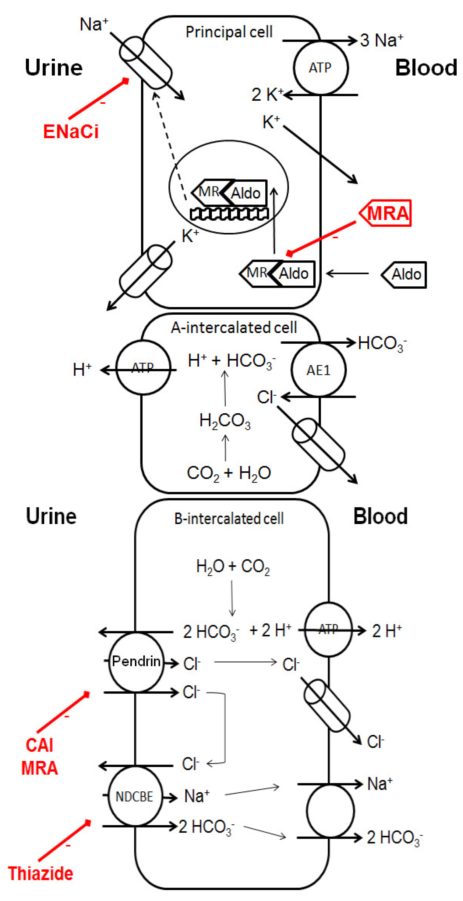 Pharmaceutics 14 01569 g003