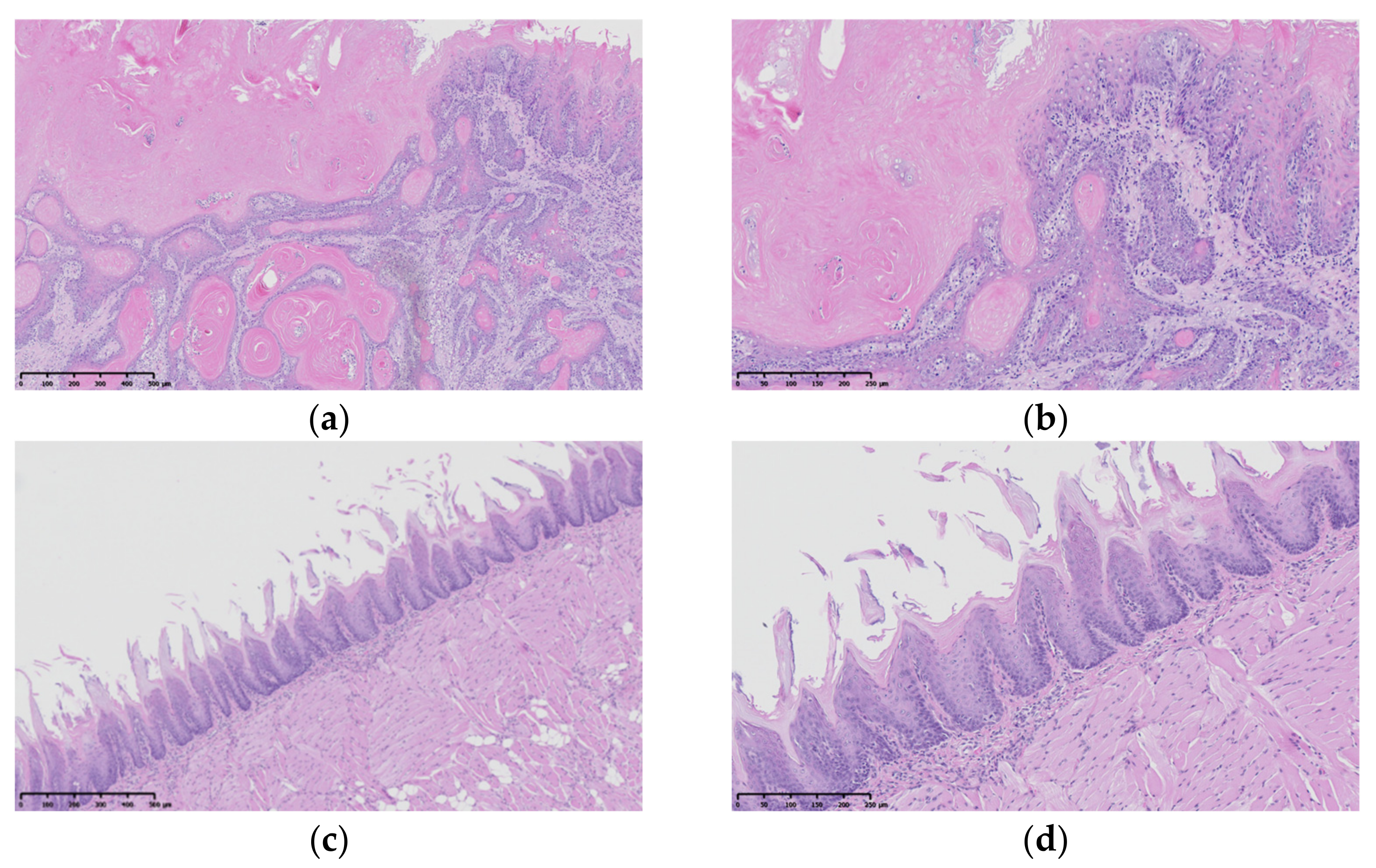 Pharmaceutics 14 01575 g009