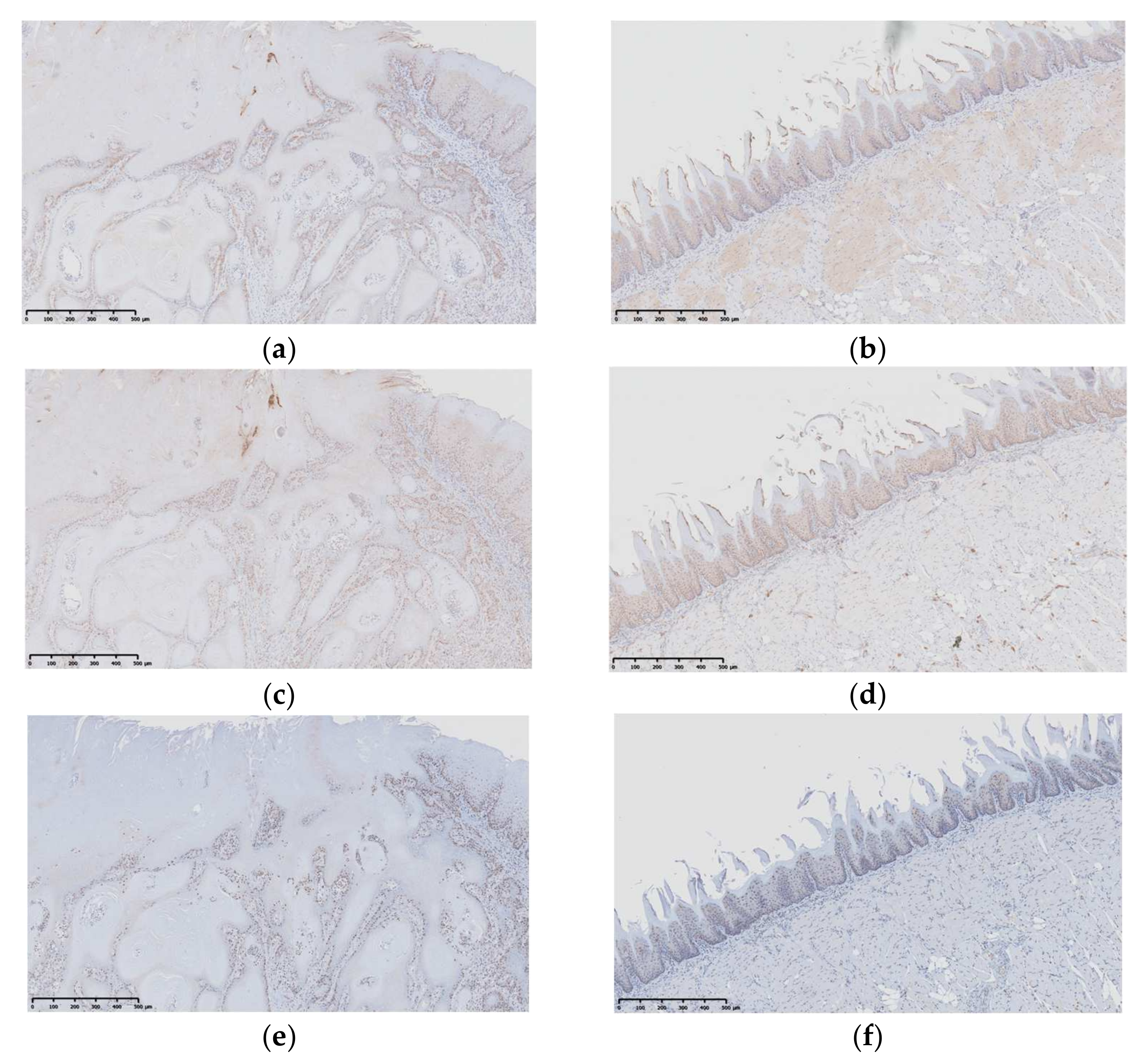 Pharmaceutics 14 01575 g010