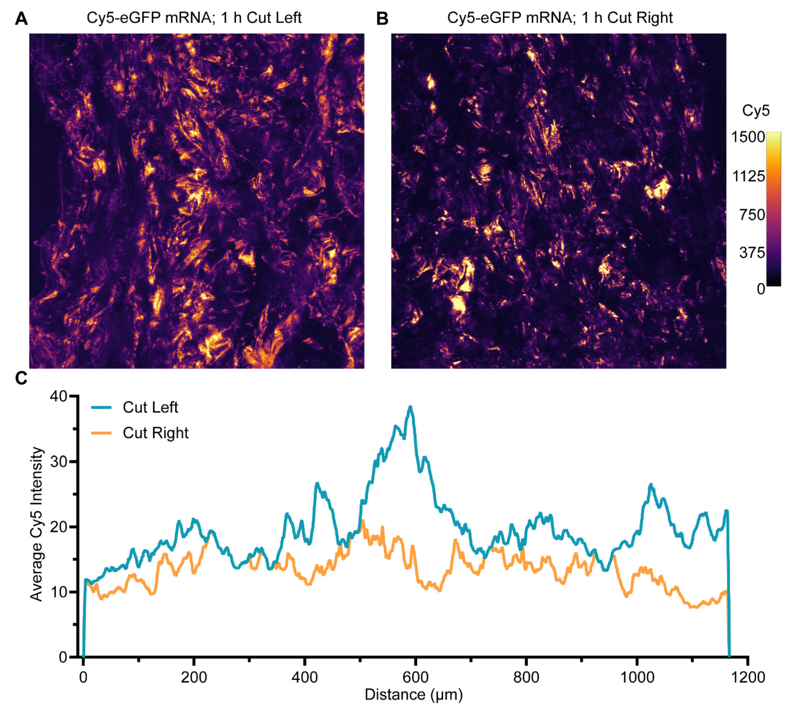 Pharmaceutics 14 01619 g001