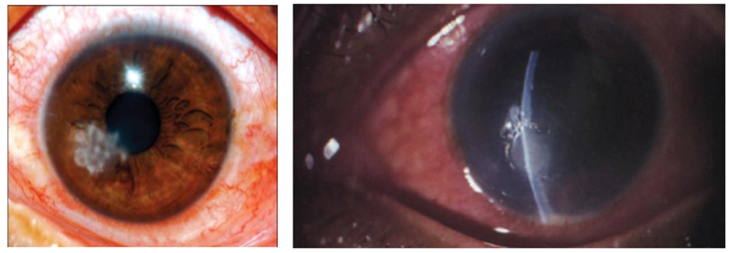 Pharmaceutics 14 01631 g001