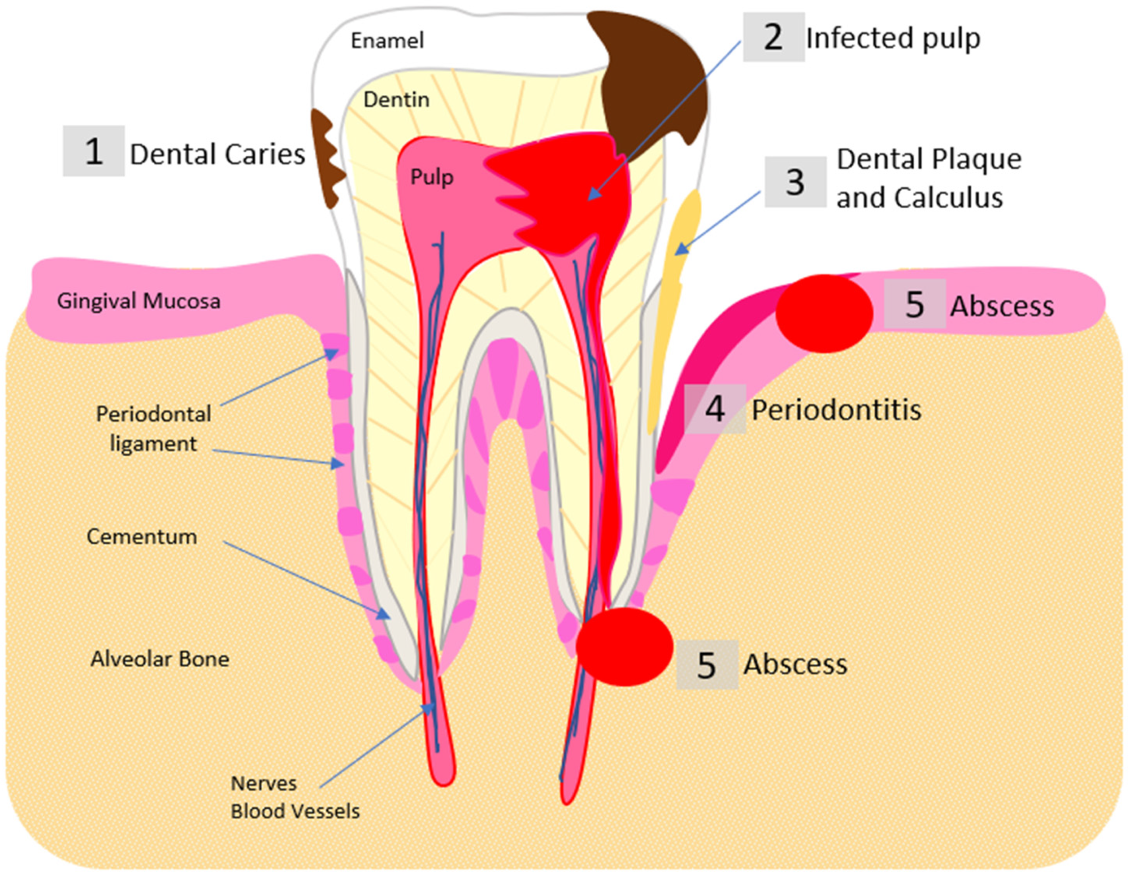 Pharmaceutics 14 01679 g002