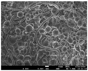 Pharmaceutics 14 01693 i016