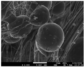 Pharmaceutics 14 01693 i017