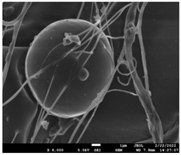 Pharmaceutics 14 01693 i018