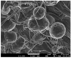 Pharmaceutics 14 01693 i020