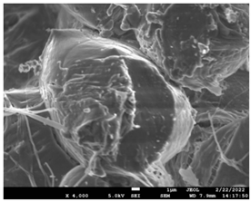 Pharmaceutics 14 01693 i023