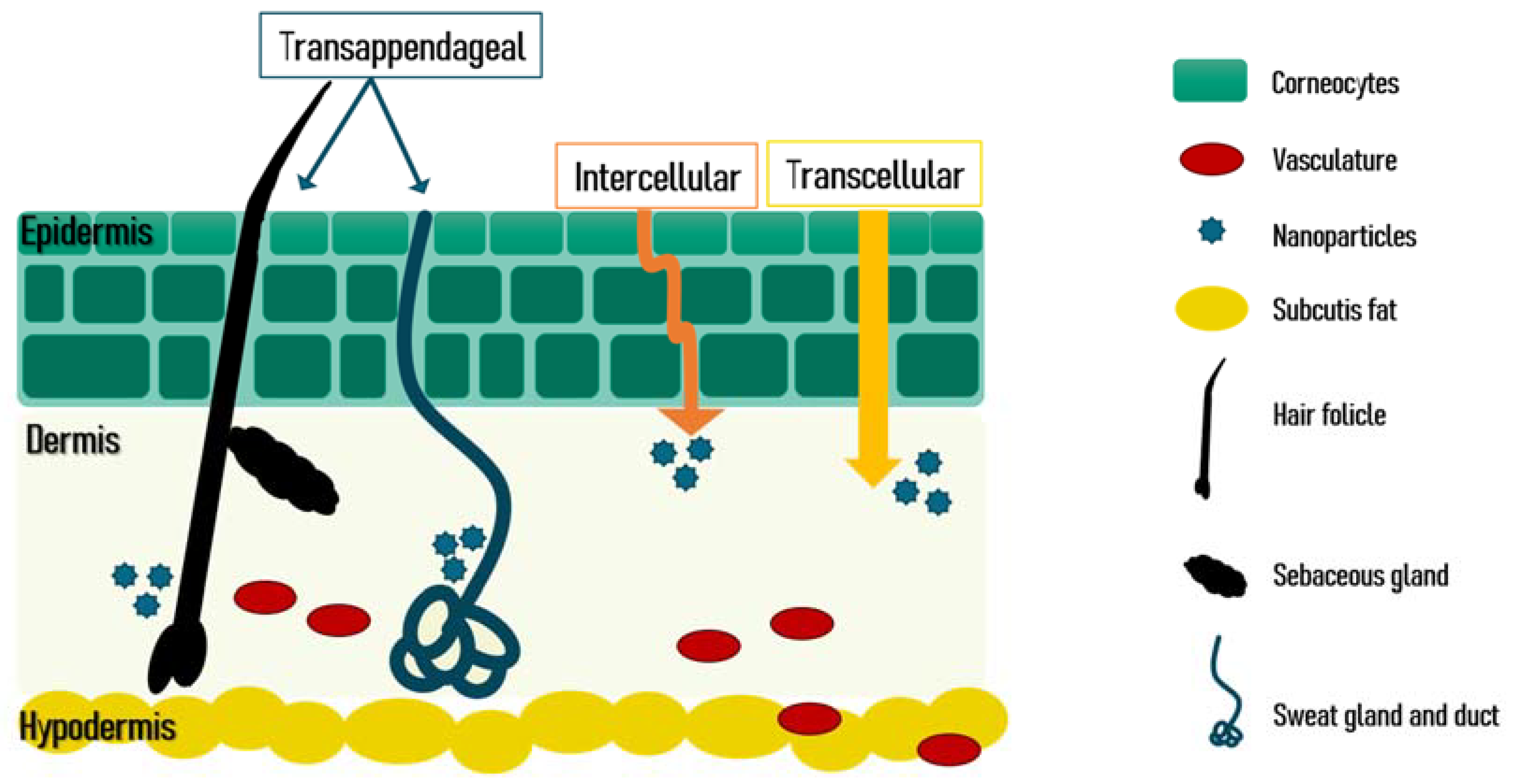 Pharmaceutics 14 01700 g009 Pharmaceutics 14 01700 g009