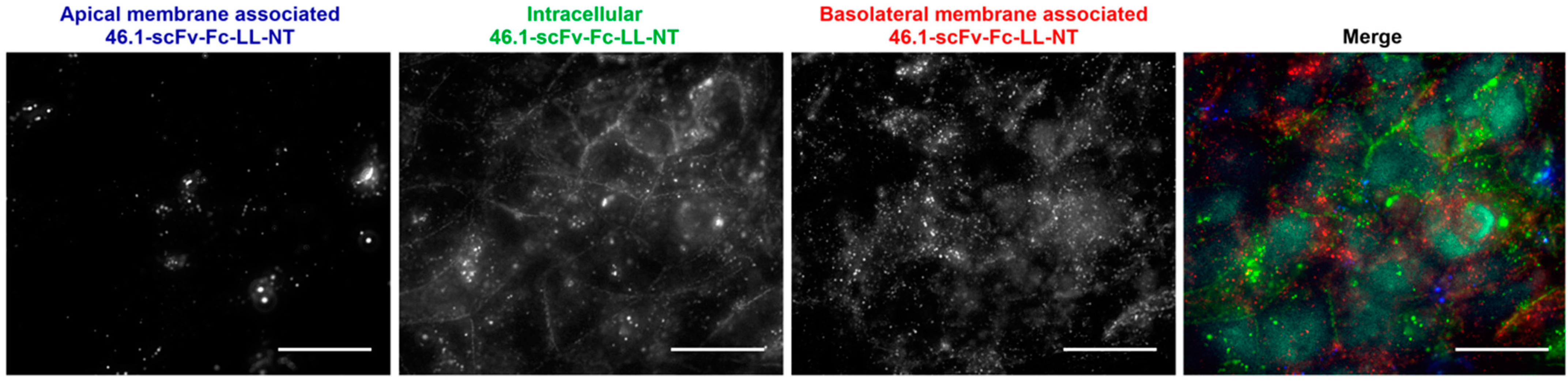 Pharmaceutics 14 01706 g0a2