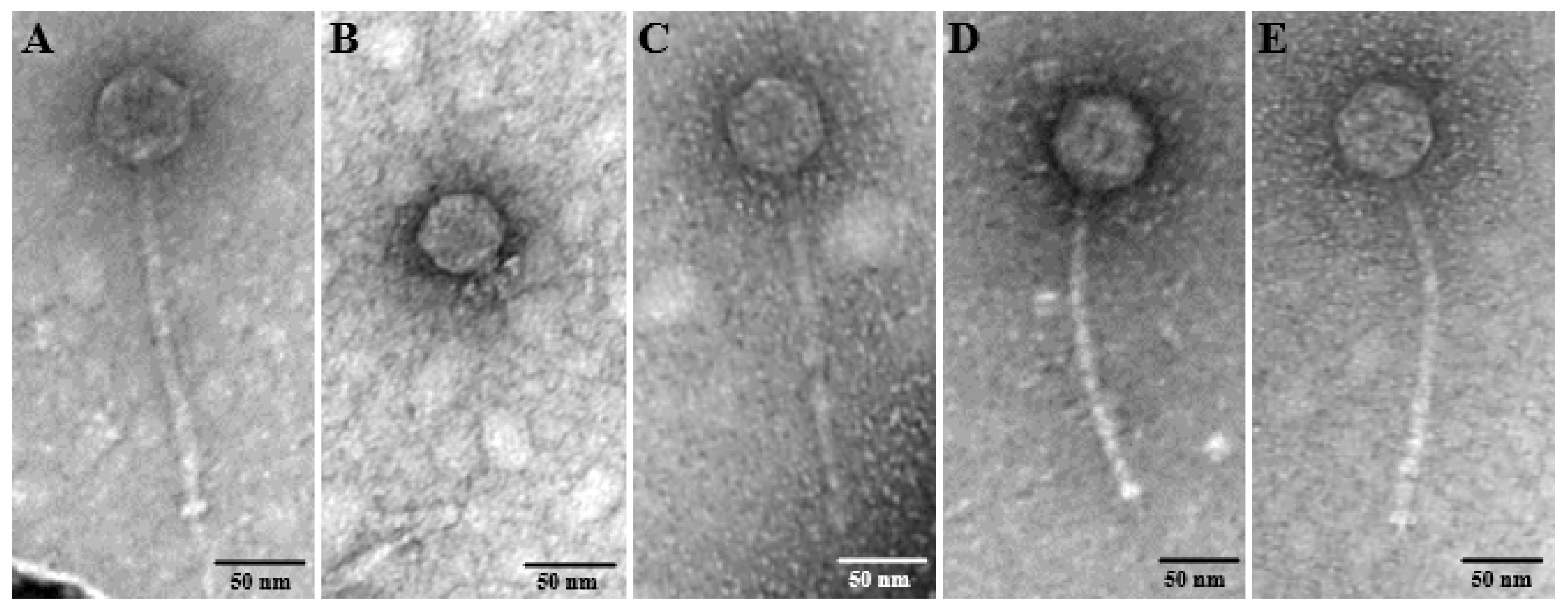 Pharmaceutics 14 01779 g001