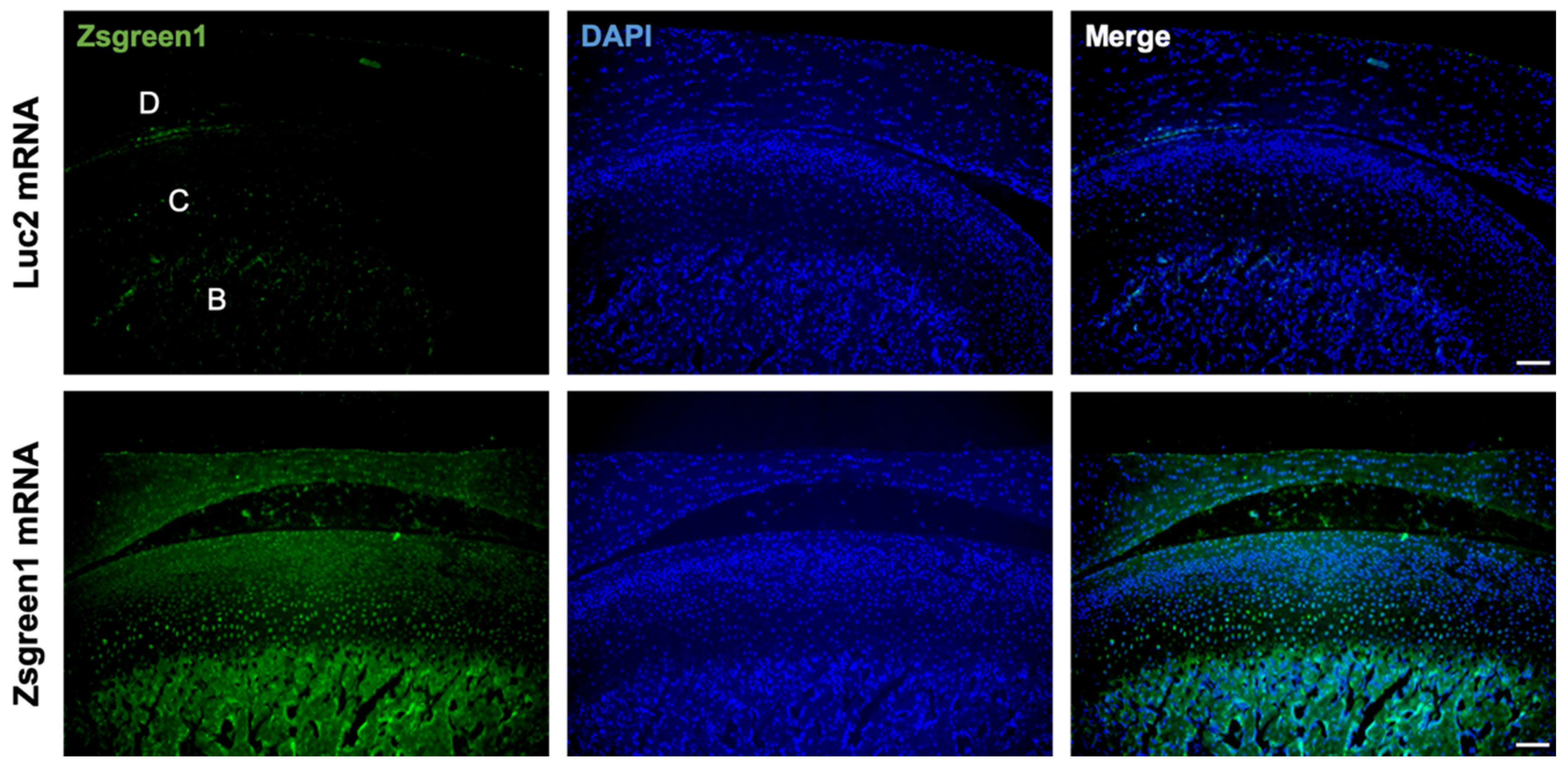 Pharmaceutics 14 01785 g001 Pharmaceutics 14 01785 g001