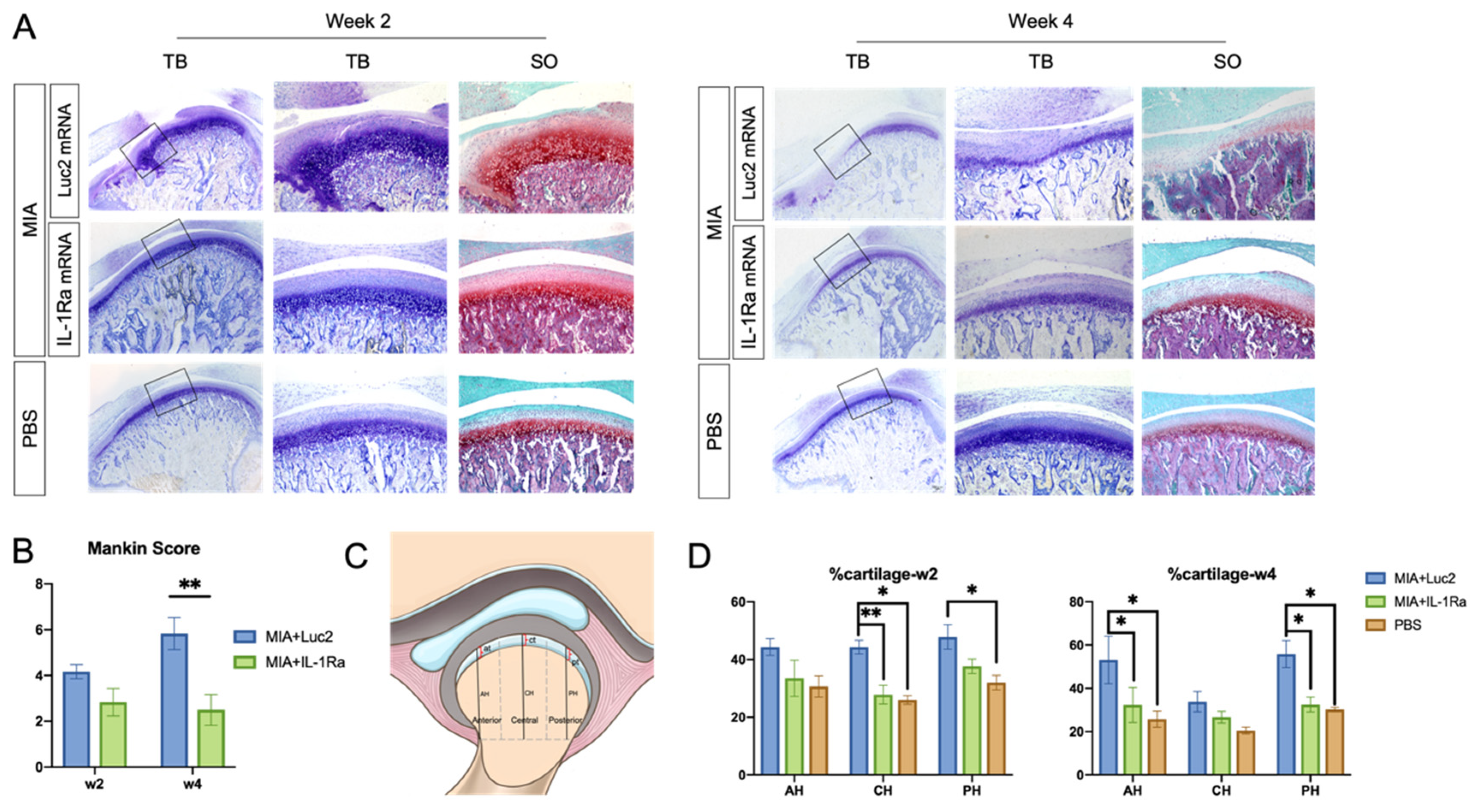 Pharmaceutics 14 01785 g004 Pharmaceutics 14 01785 g004