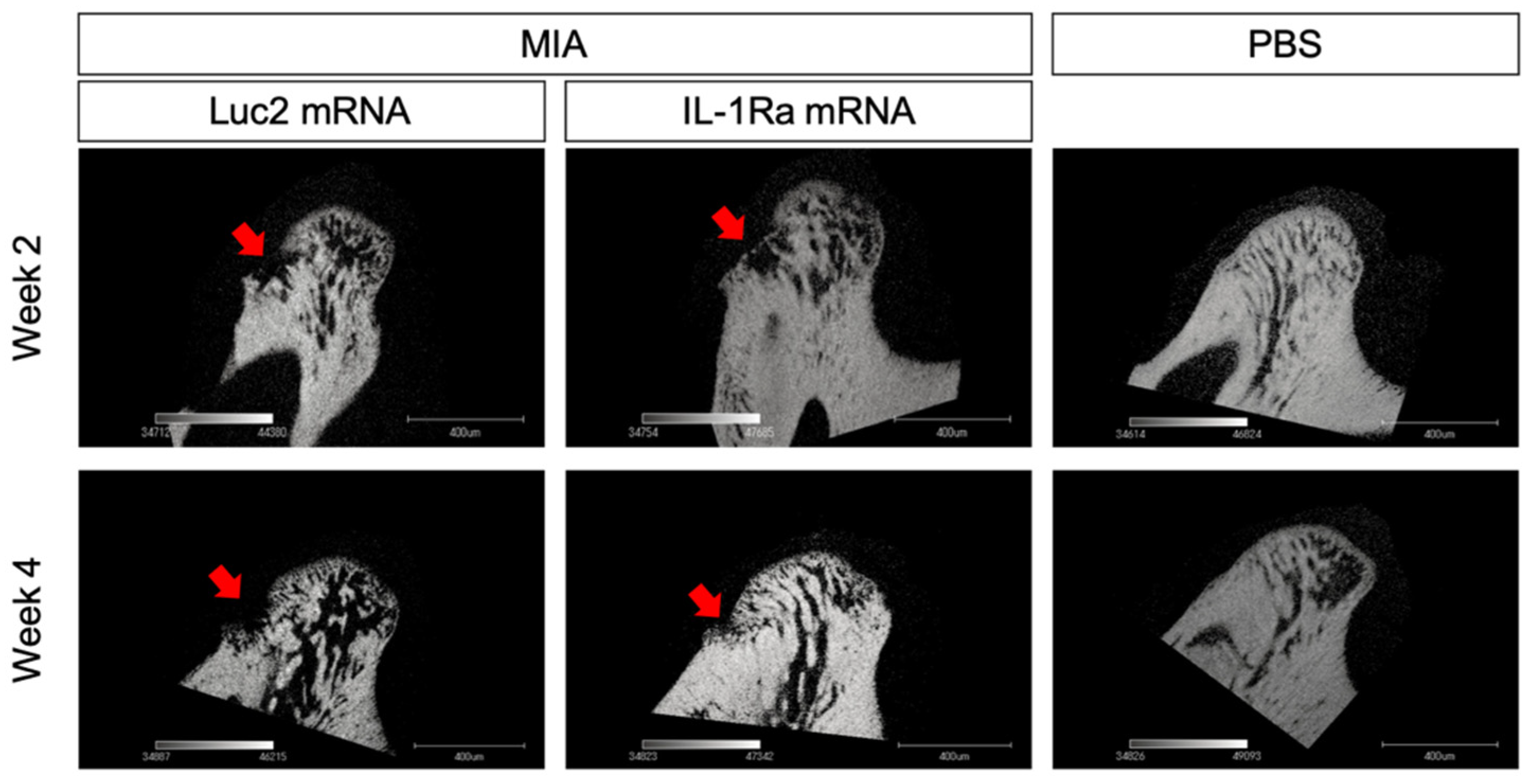 Pharmaceutics 14 01785 g005 Pharmaceutics 14 01785 g005