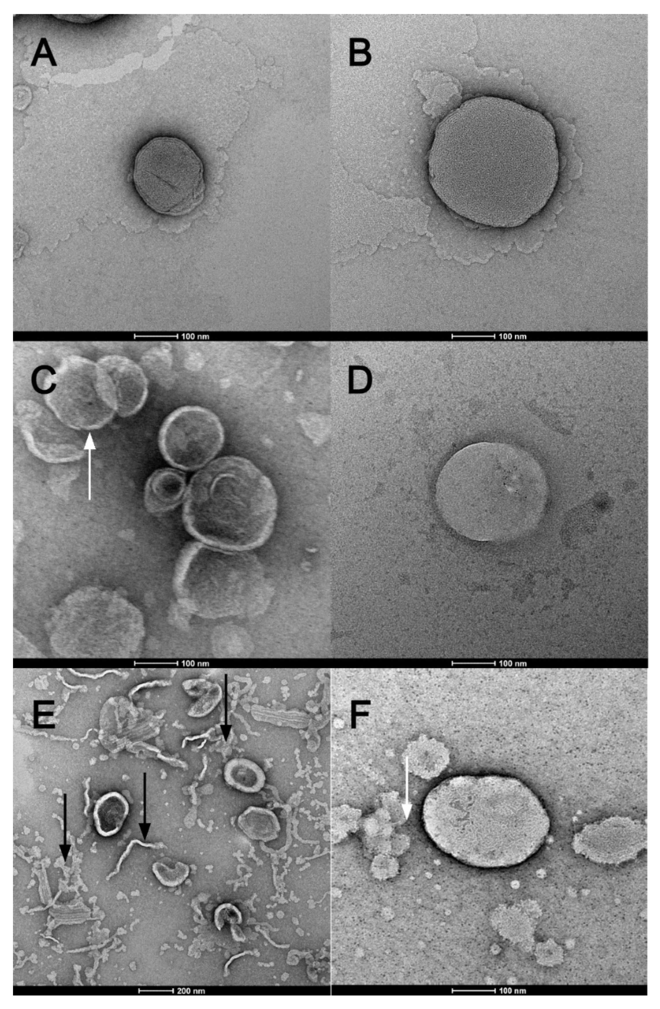 Pharmaceutics 14 01819 g007