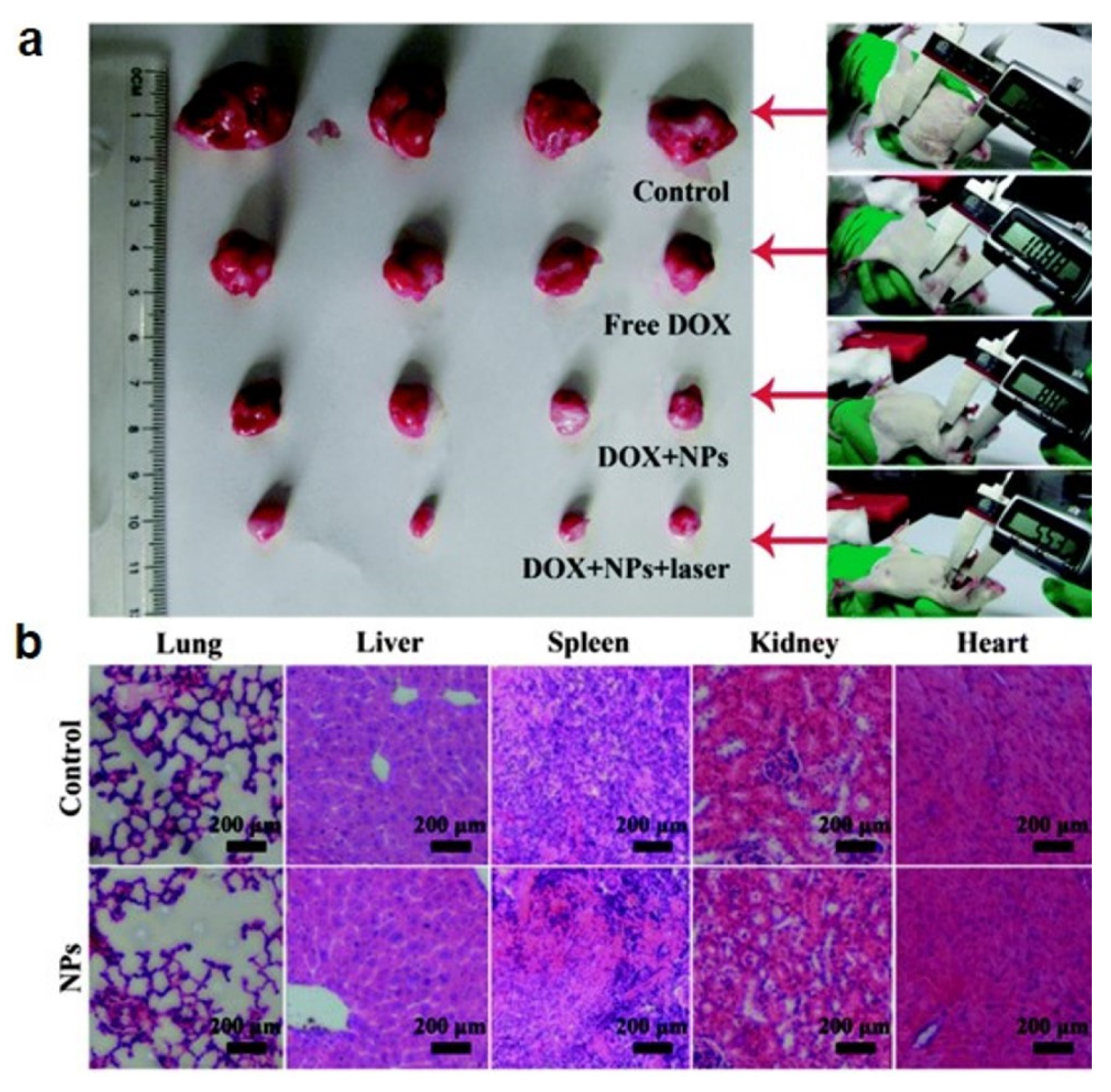 Pharmaceutics 14 01887 g009