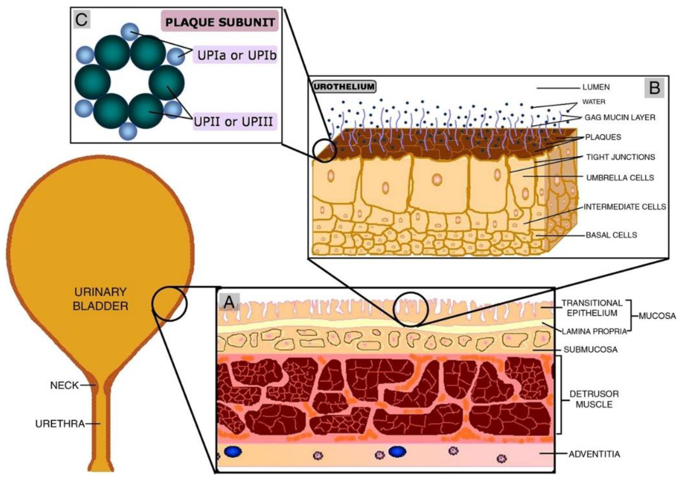 Pharmaceutics 14 01909 g001