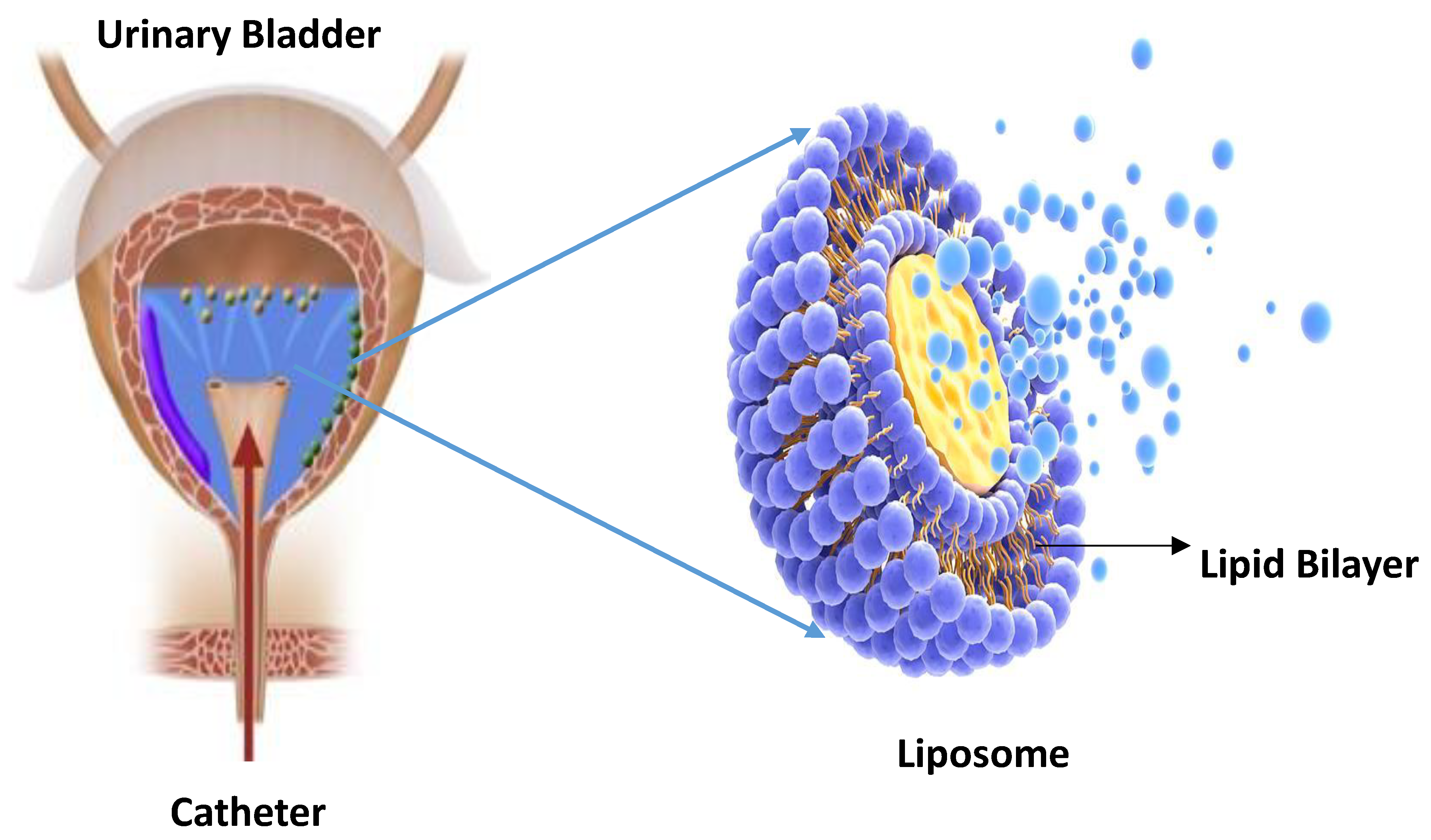 Pharmaceutics 14 01909 g004