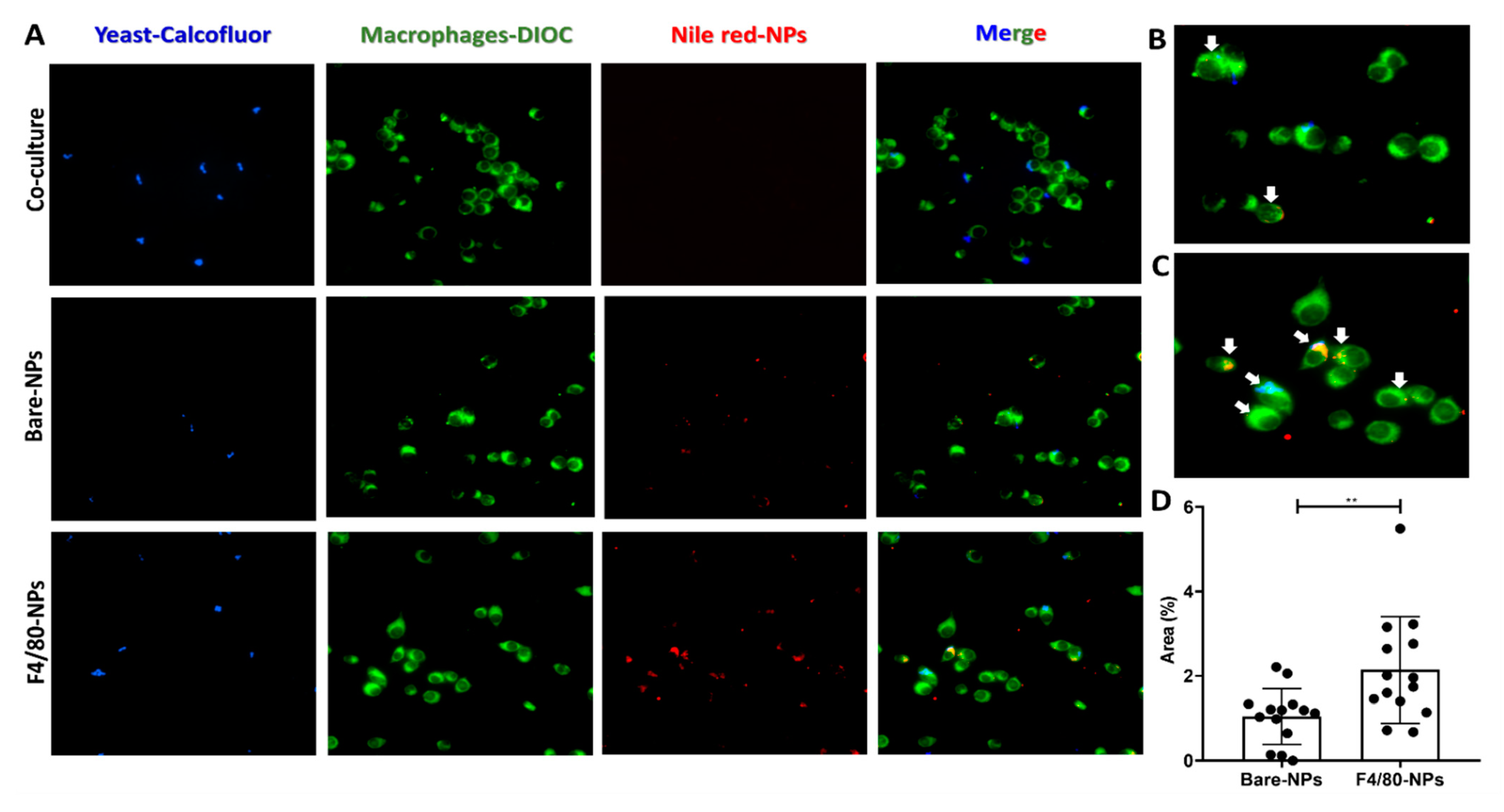 Pharmaceutics 14 01932 g005