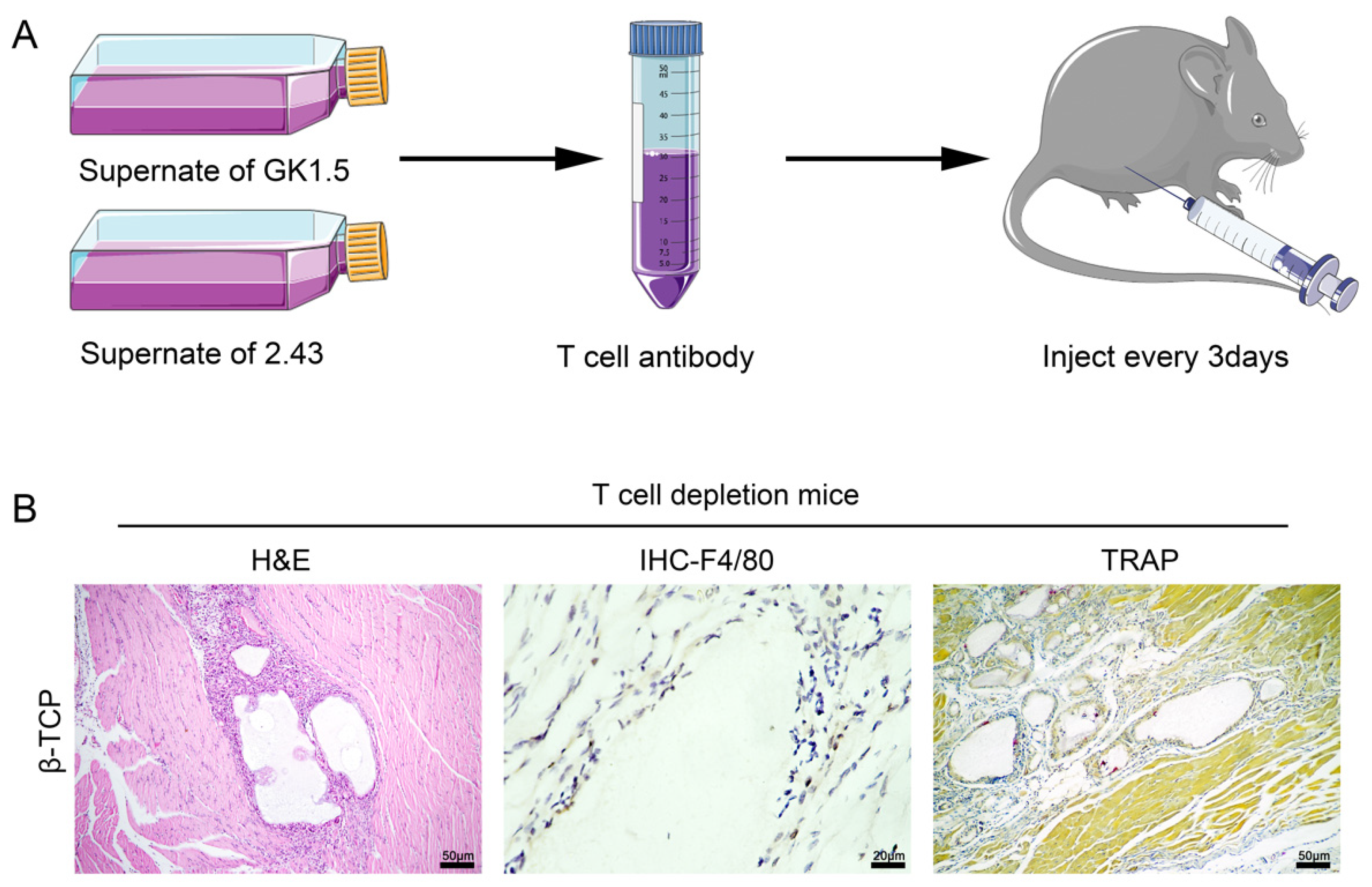 Pharmaceutics 14 01962 g004